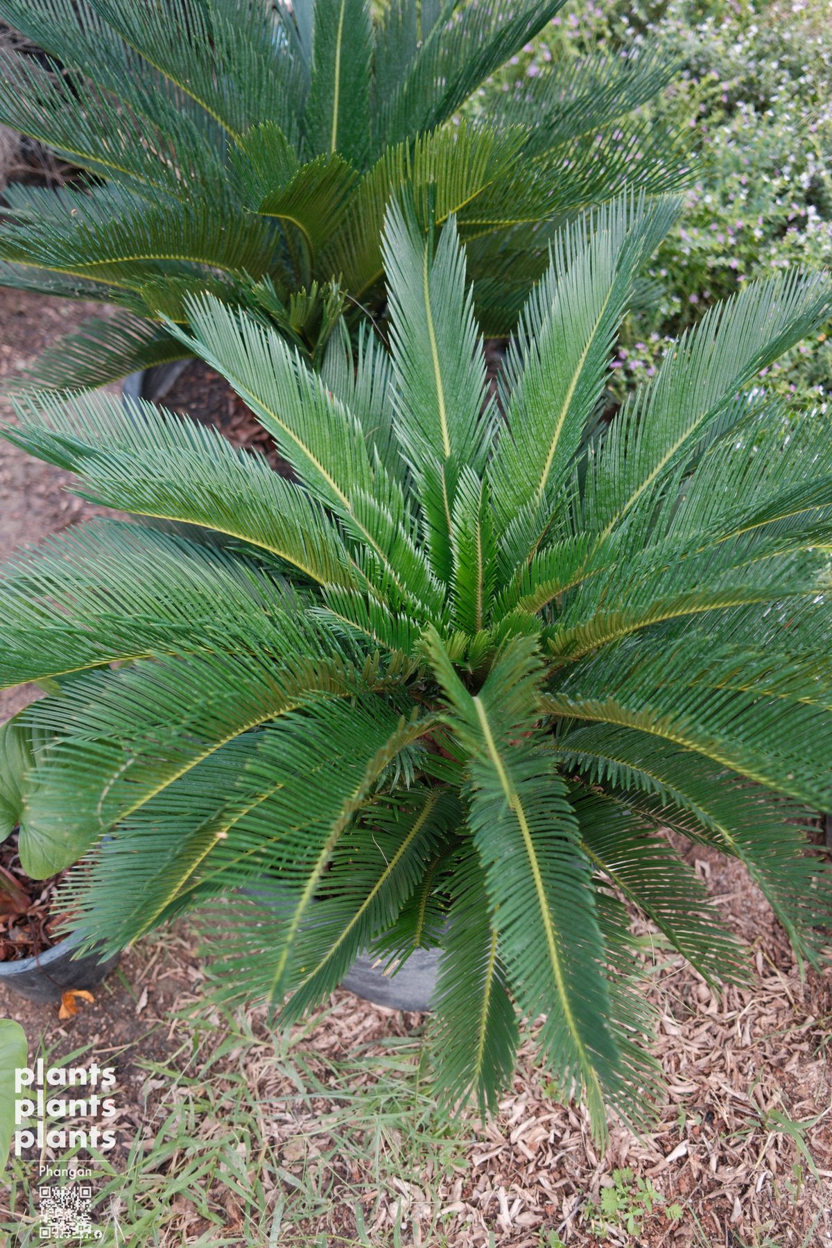 Sago Palm (Japanese)