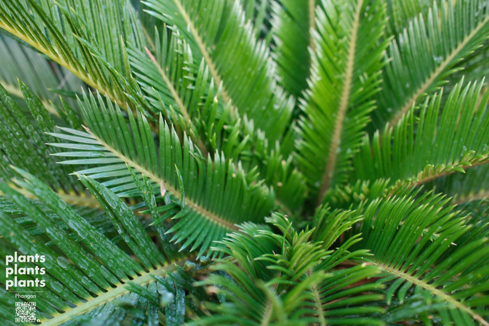 Sago Palm (Japanese)