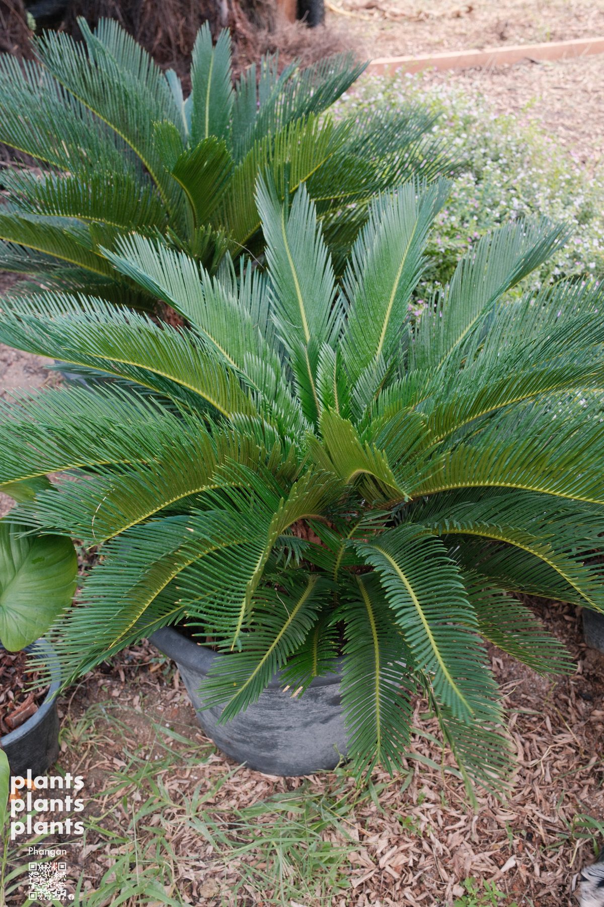 Sago Palm (Japanese)