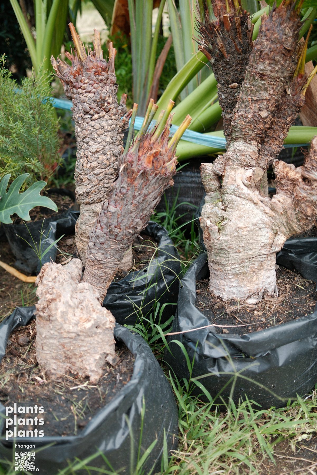 Sago Palm (S) - Southern Thai (Cycas macrocarpa)
