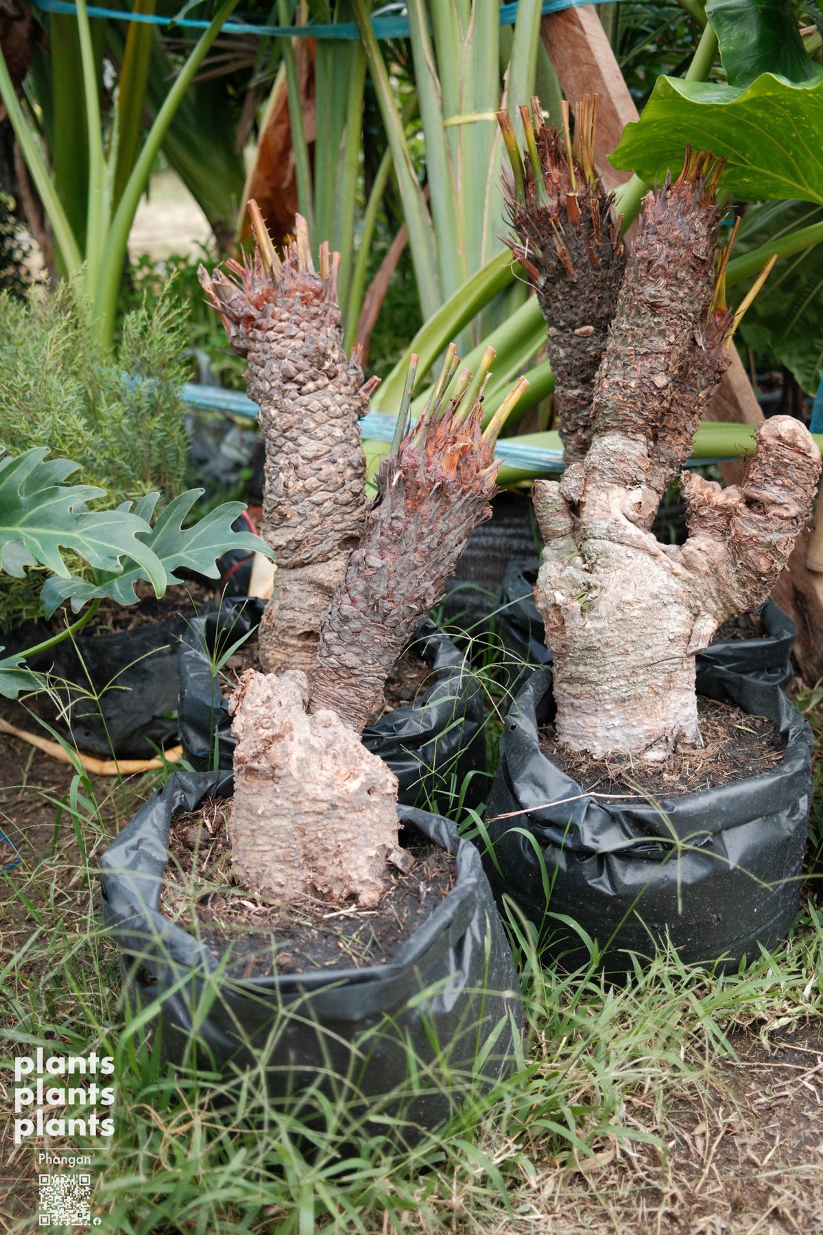 Sago Palm (S) - Southern Thai (Cycas macrocarpa)
