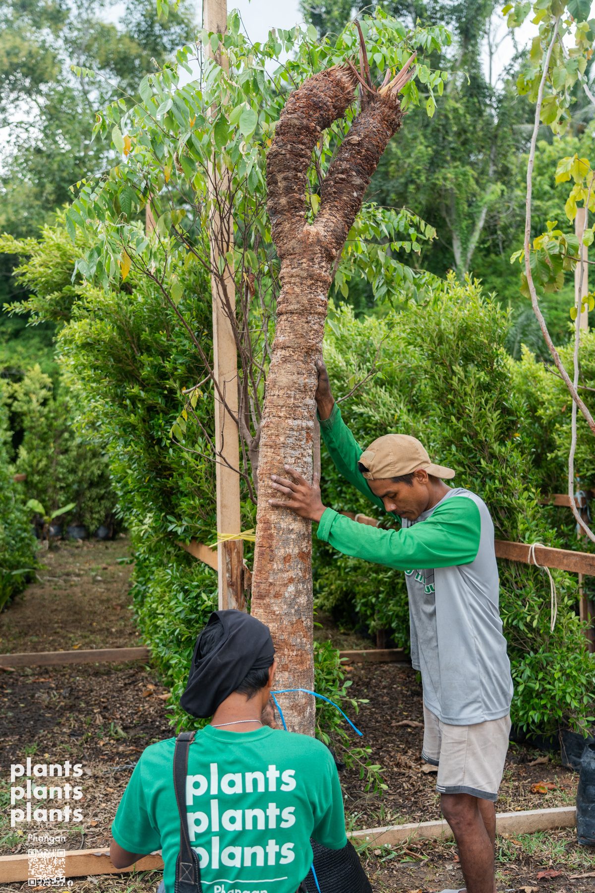 Sago Palm (XL) - Southern Thai (Cycas macrocarpa)