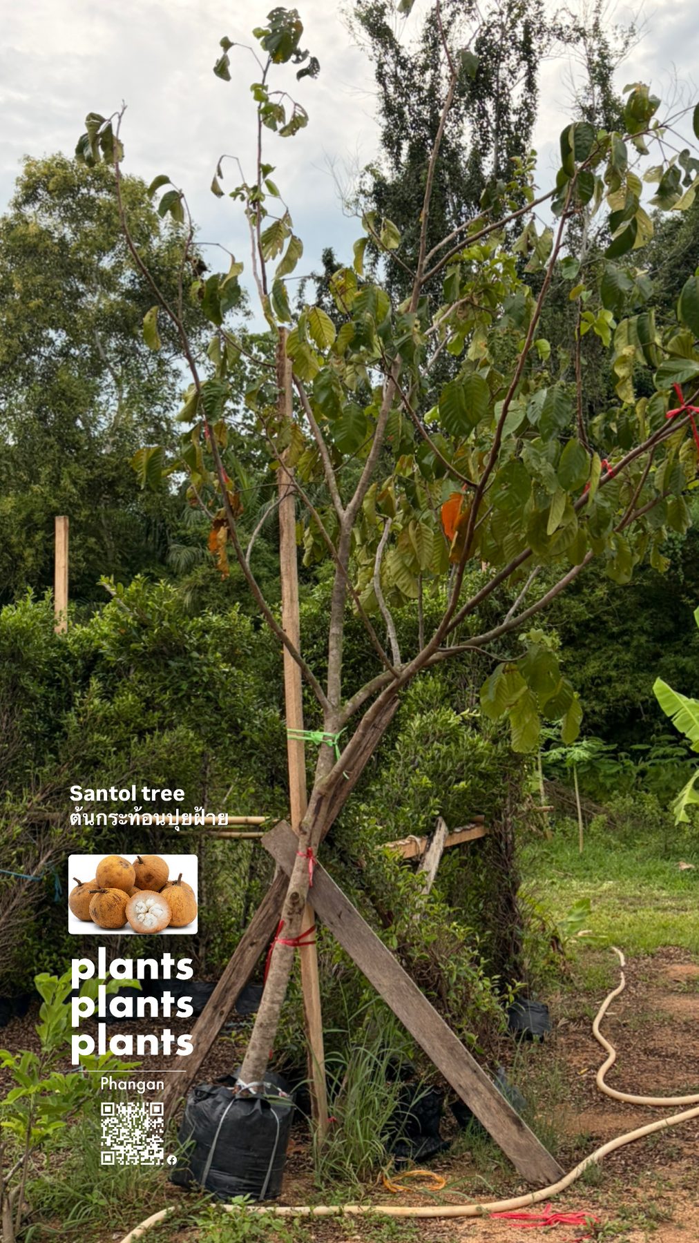 Santol/Cotton fruit