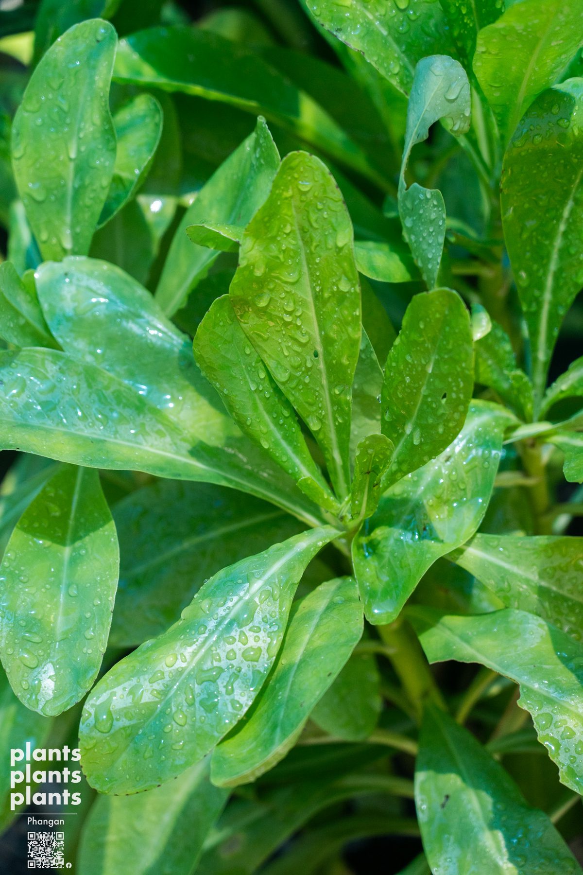 Sea lettuce (Rak Talae)