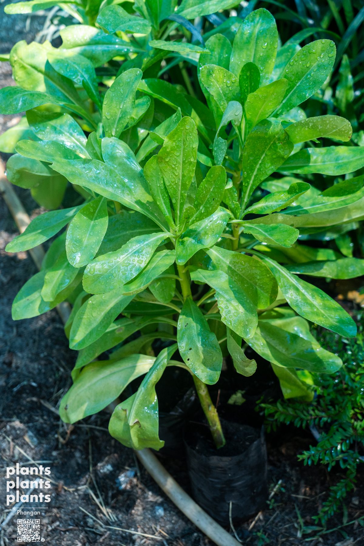 Sea lettuce (Rak Talae)