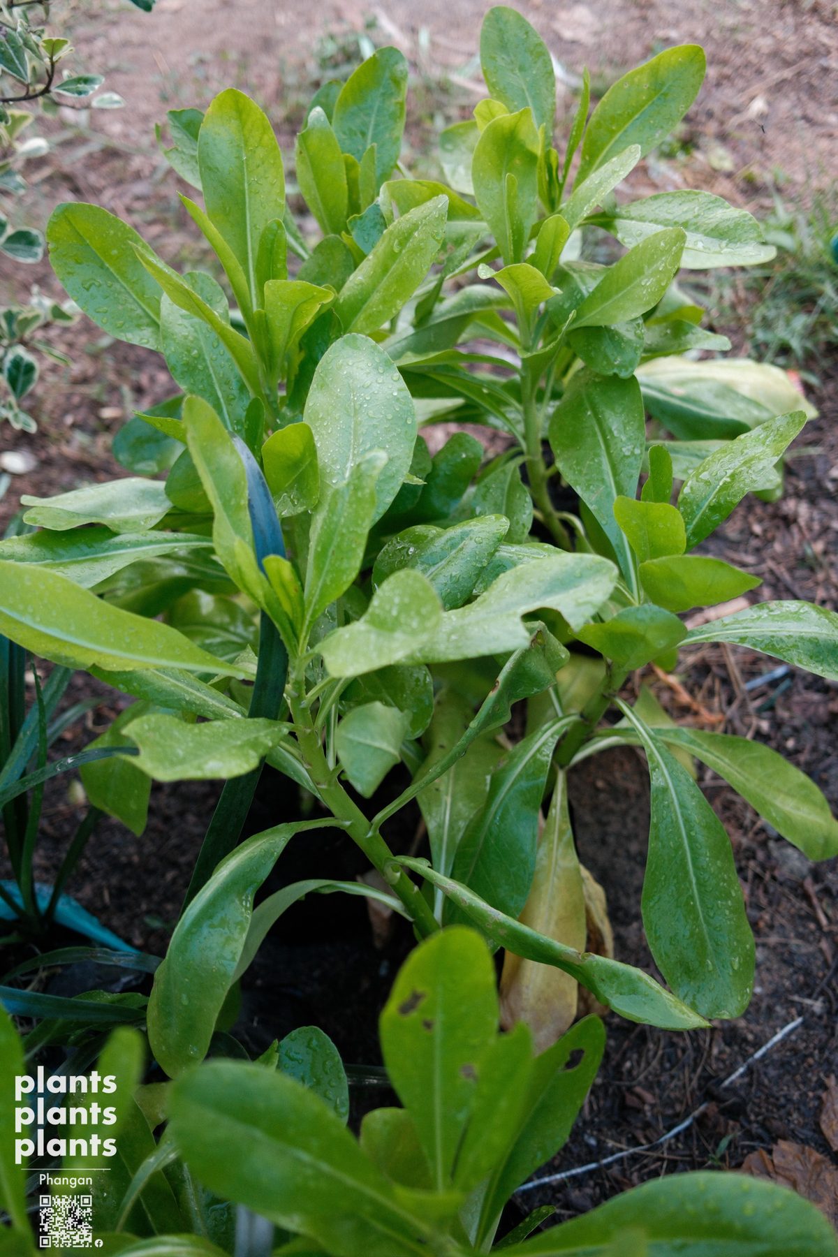 Sea lettuce (Rak Talae)