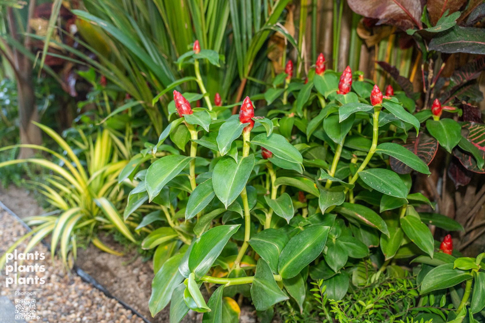 Spiral Ginger