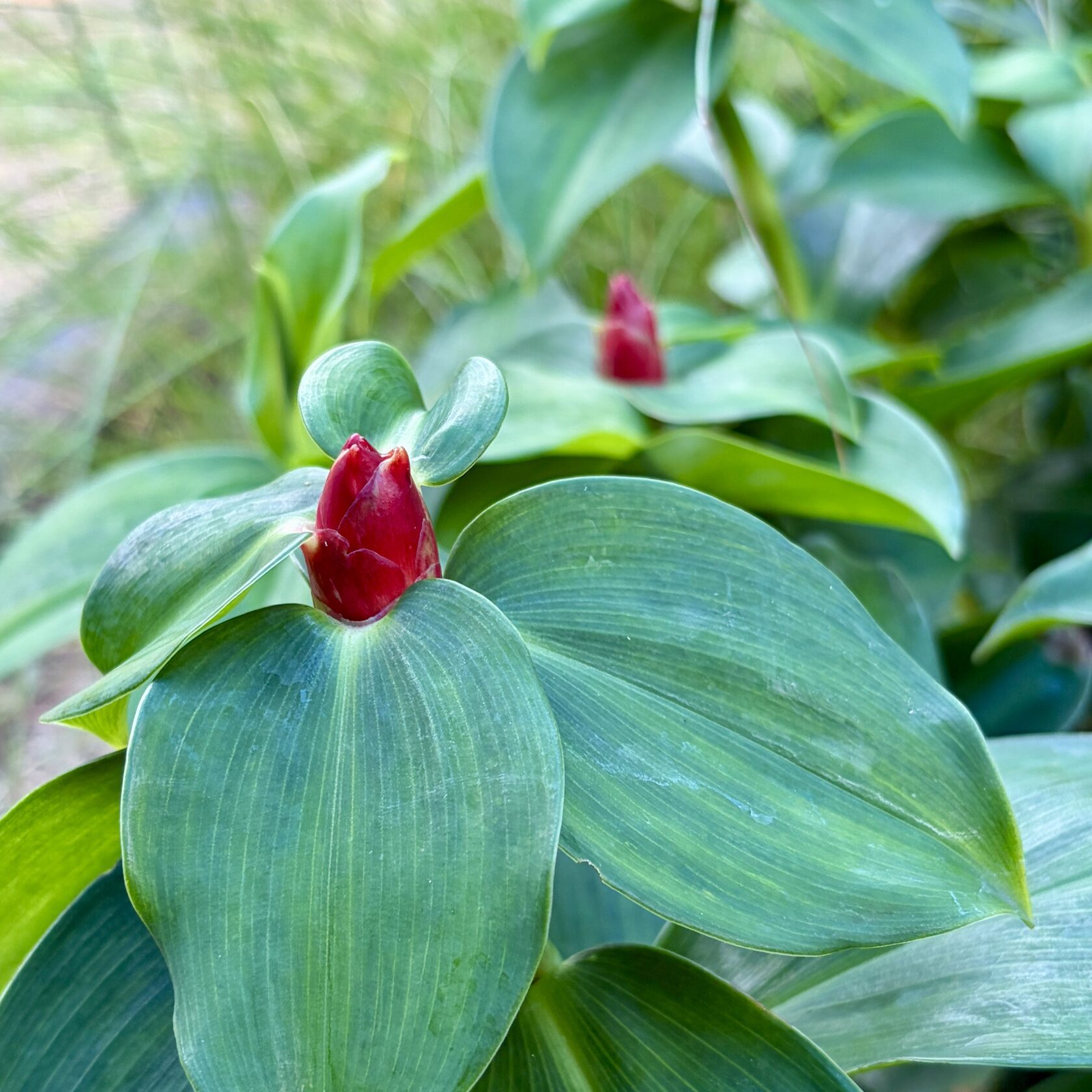 Spiral Ginger