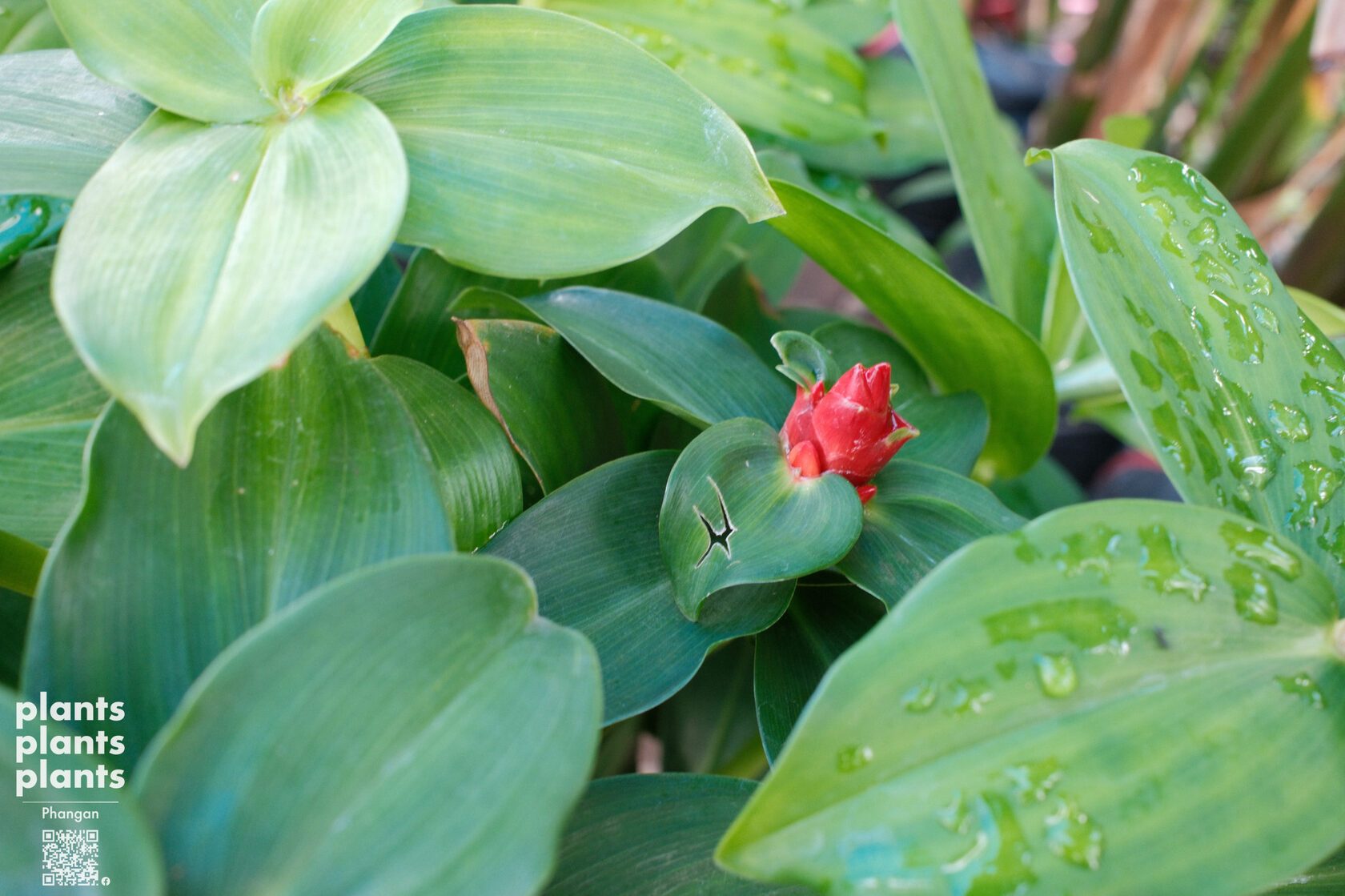 Spiral Ginger