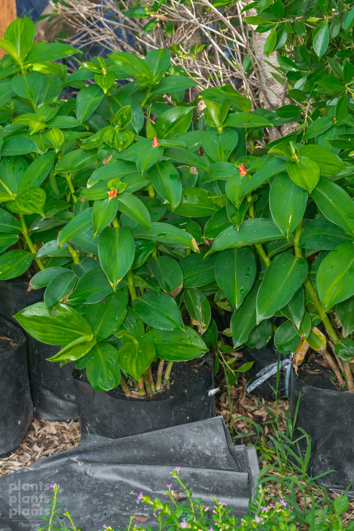 Spiral Ginger