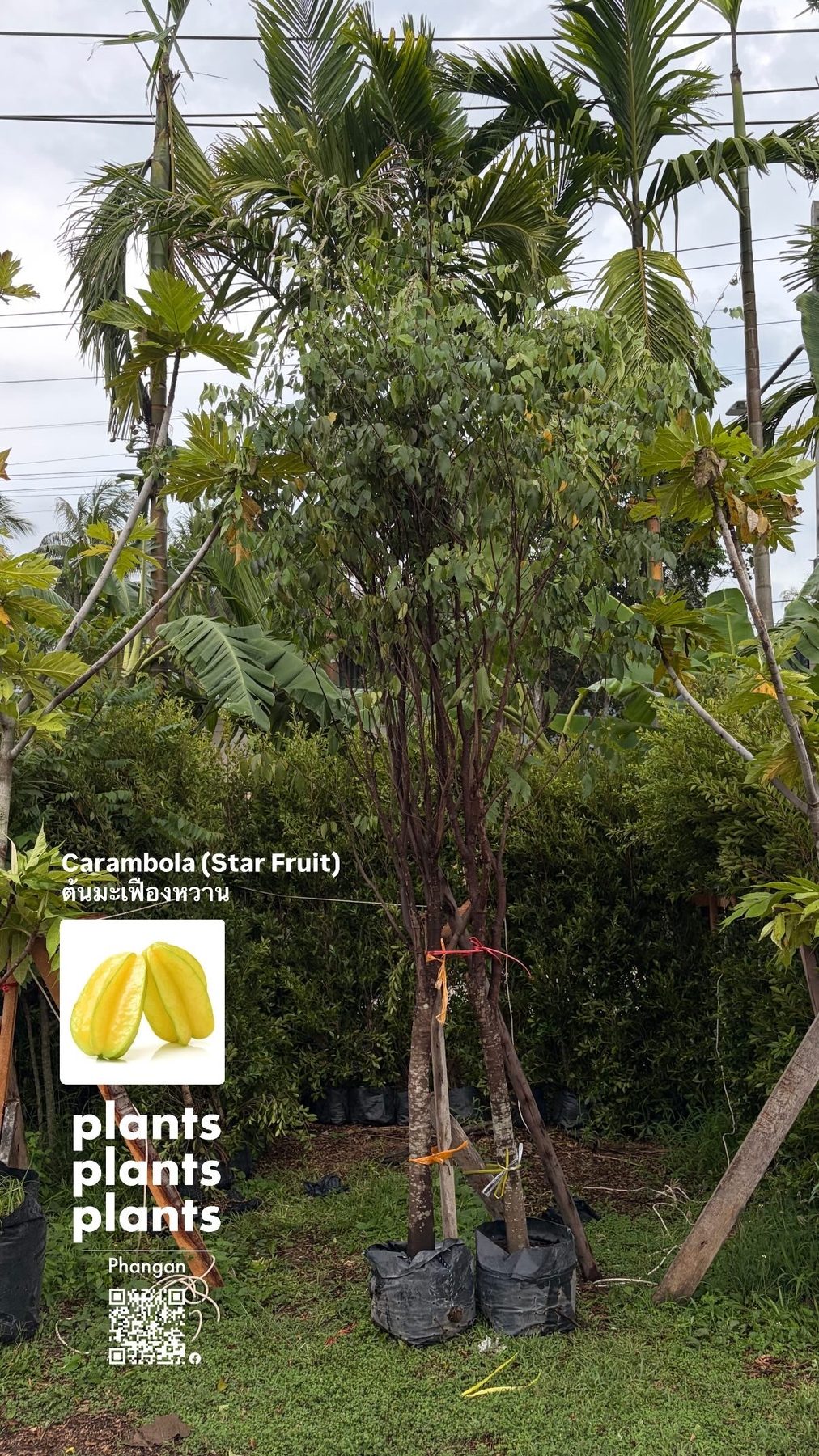 Starfruit/Carambola