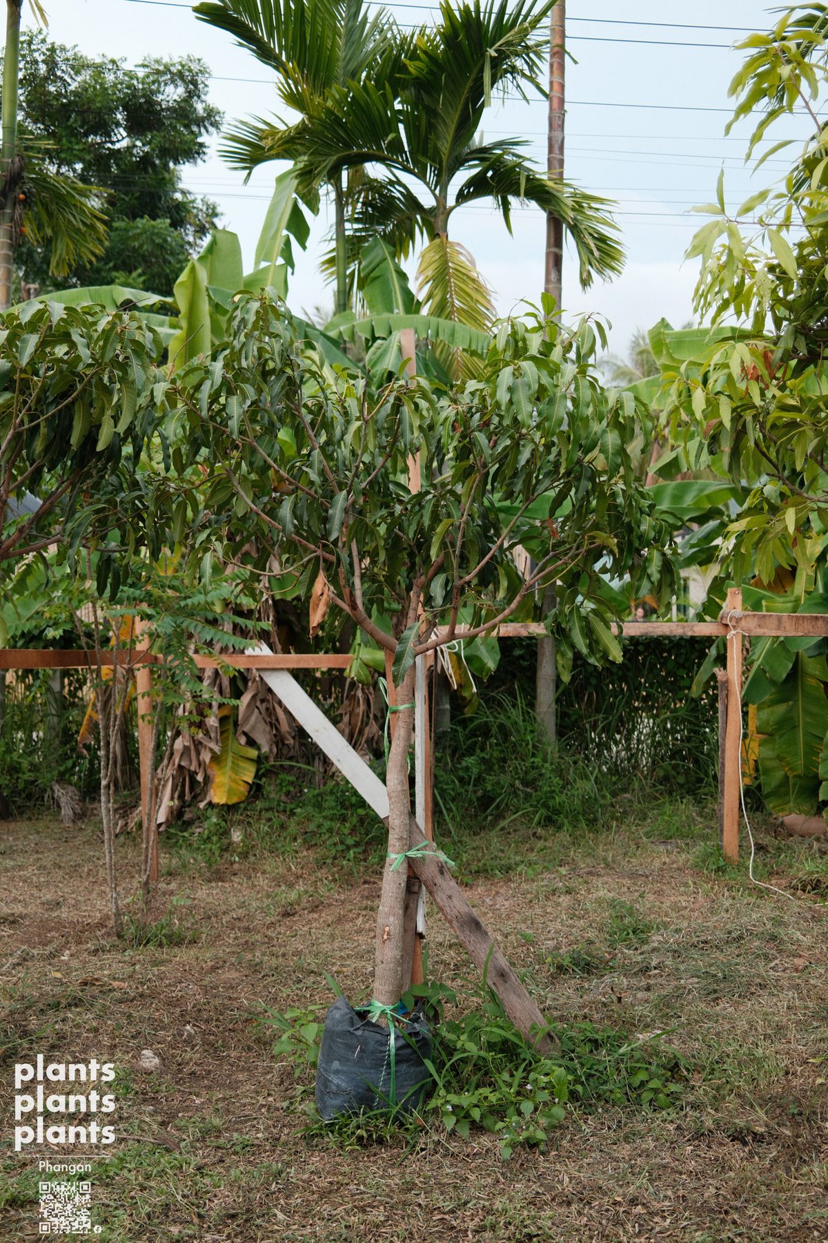 Sweet mango