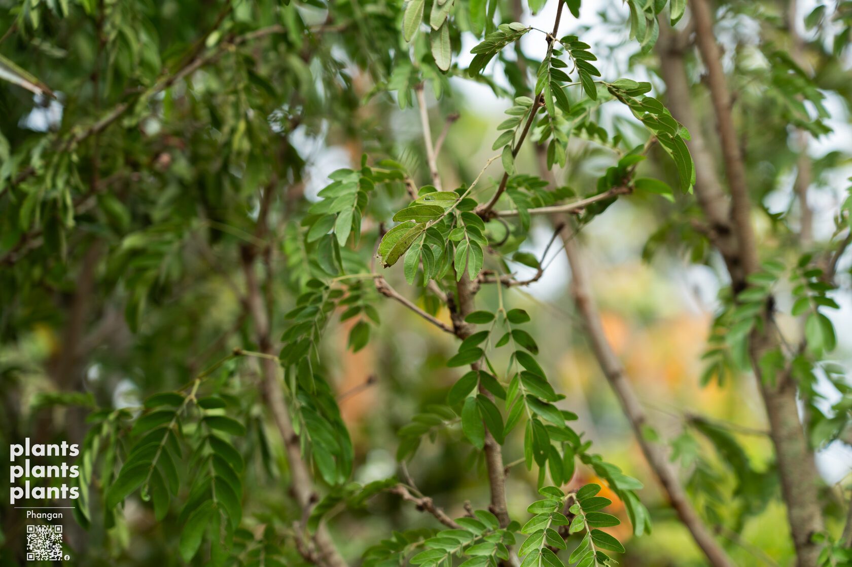 Tahitian Red Powder Puff Tree