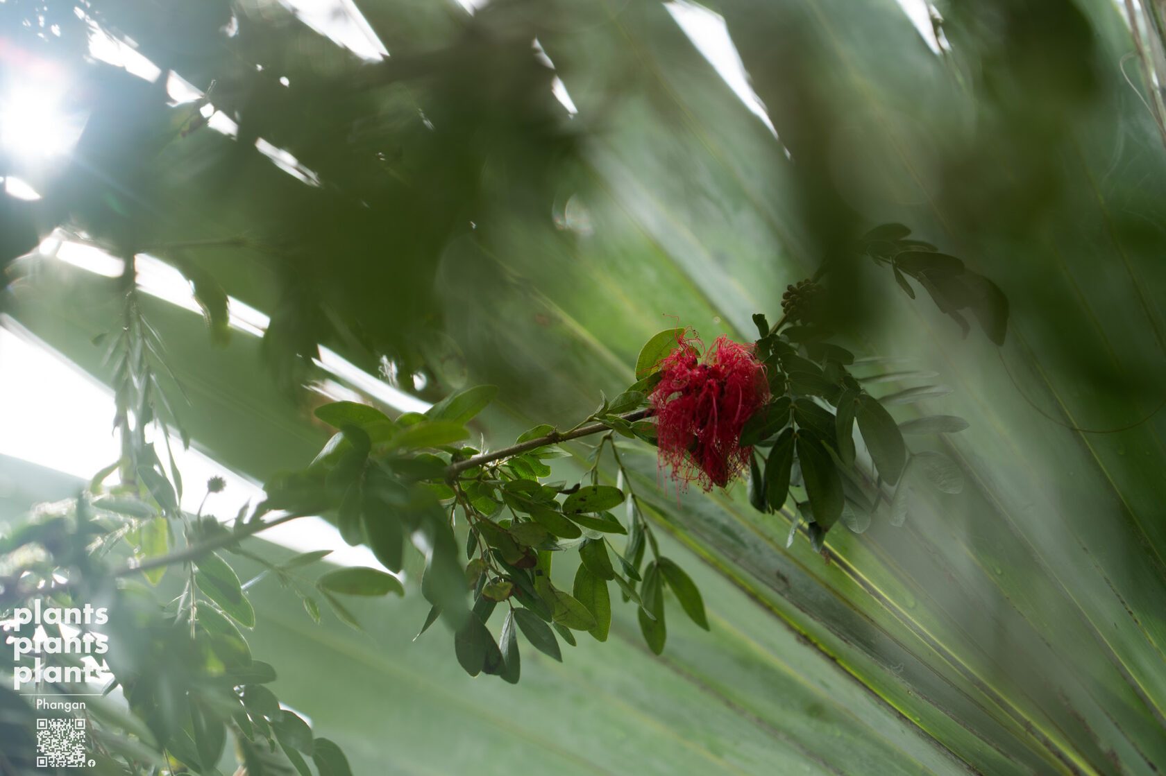 Tahitian Red Powder Puff Tree