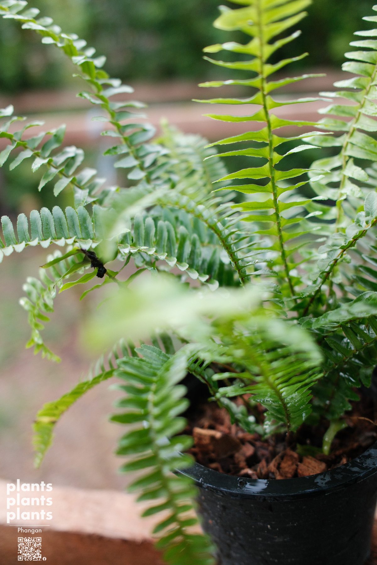 Tamarind-leaf Sword fern
