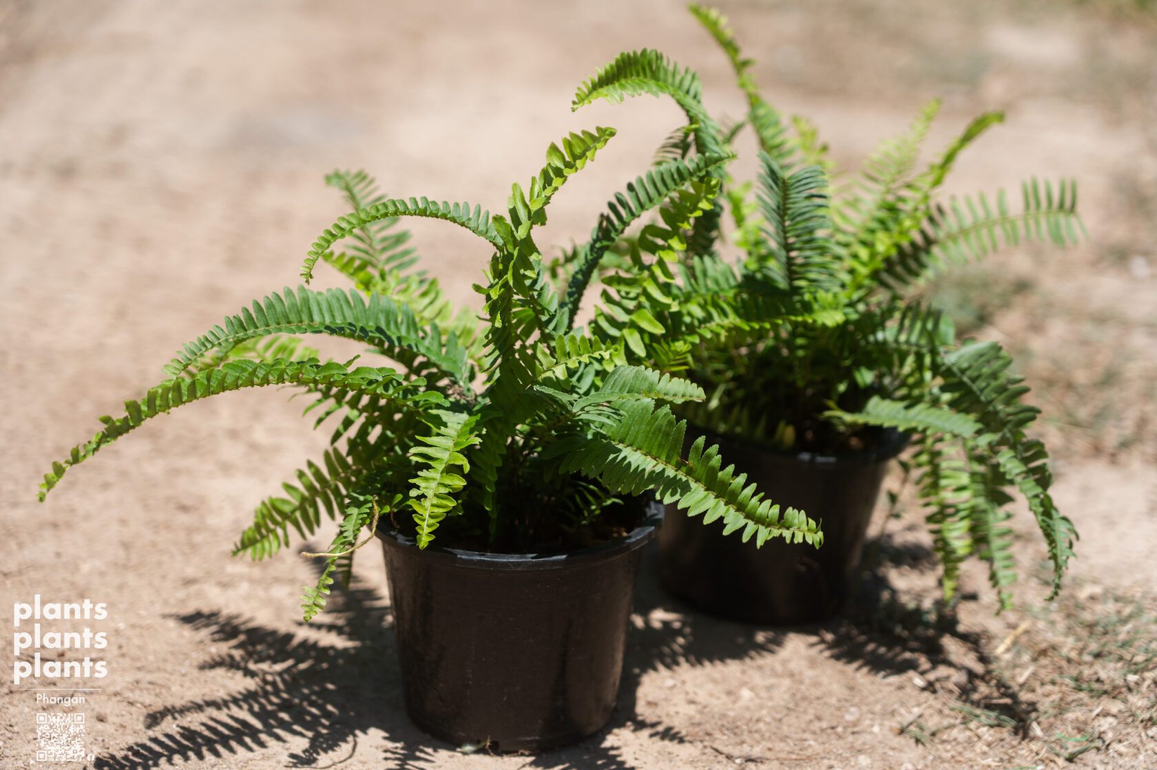 Tamarind-leaf Sword fern