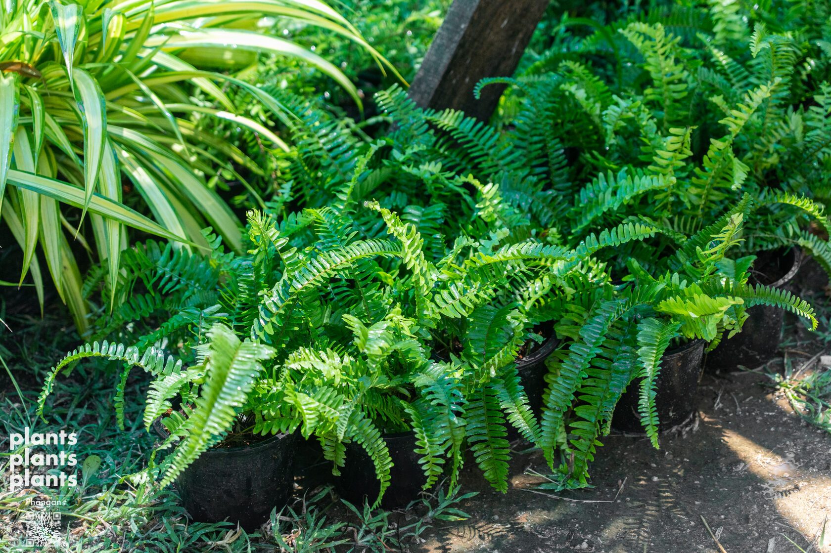 Tamarind-leaf Sword fern