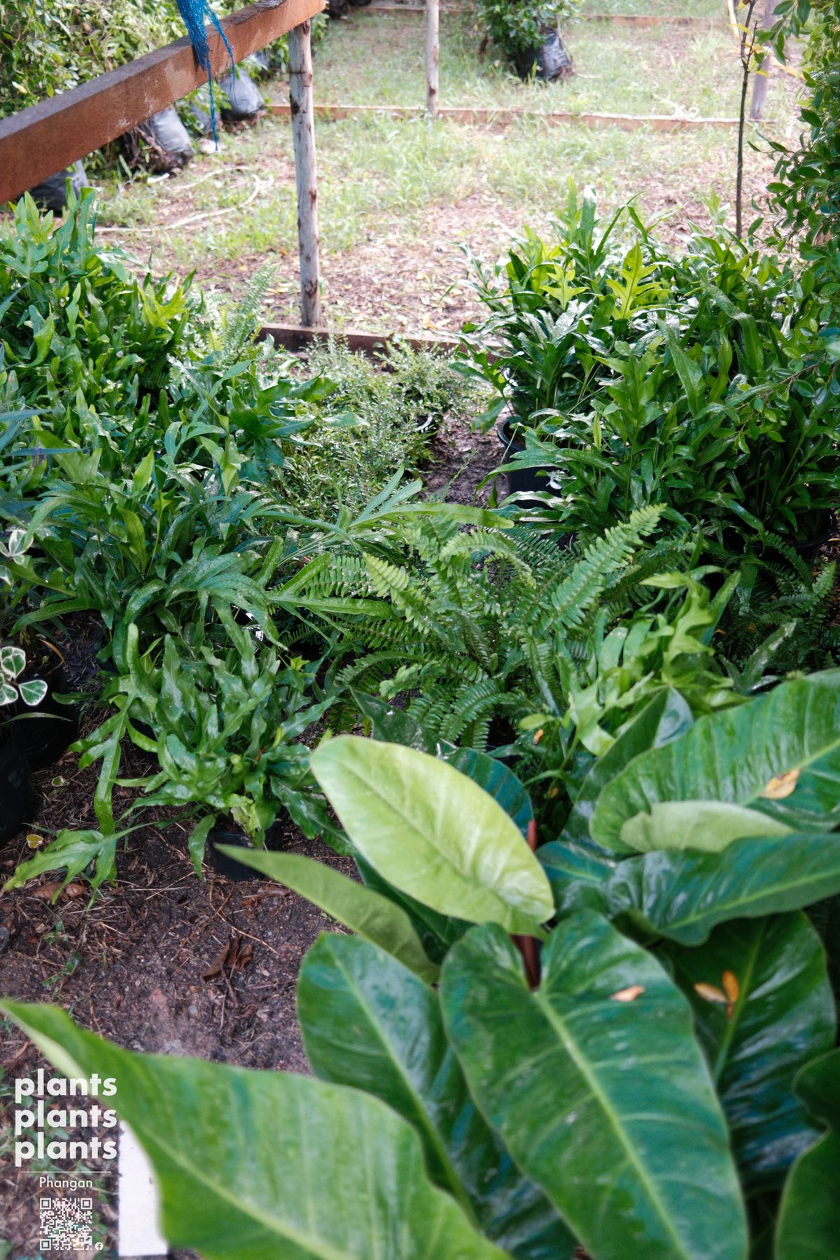 Tamarind-leaf Sword fern