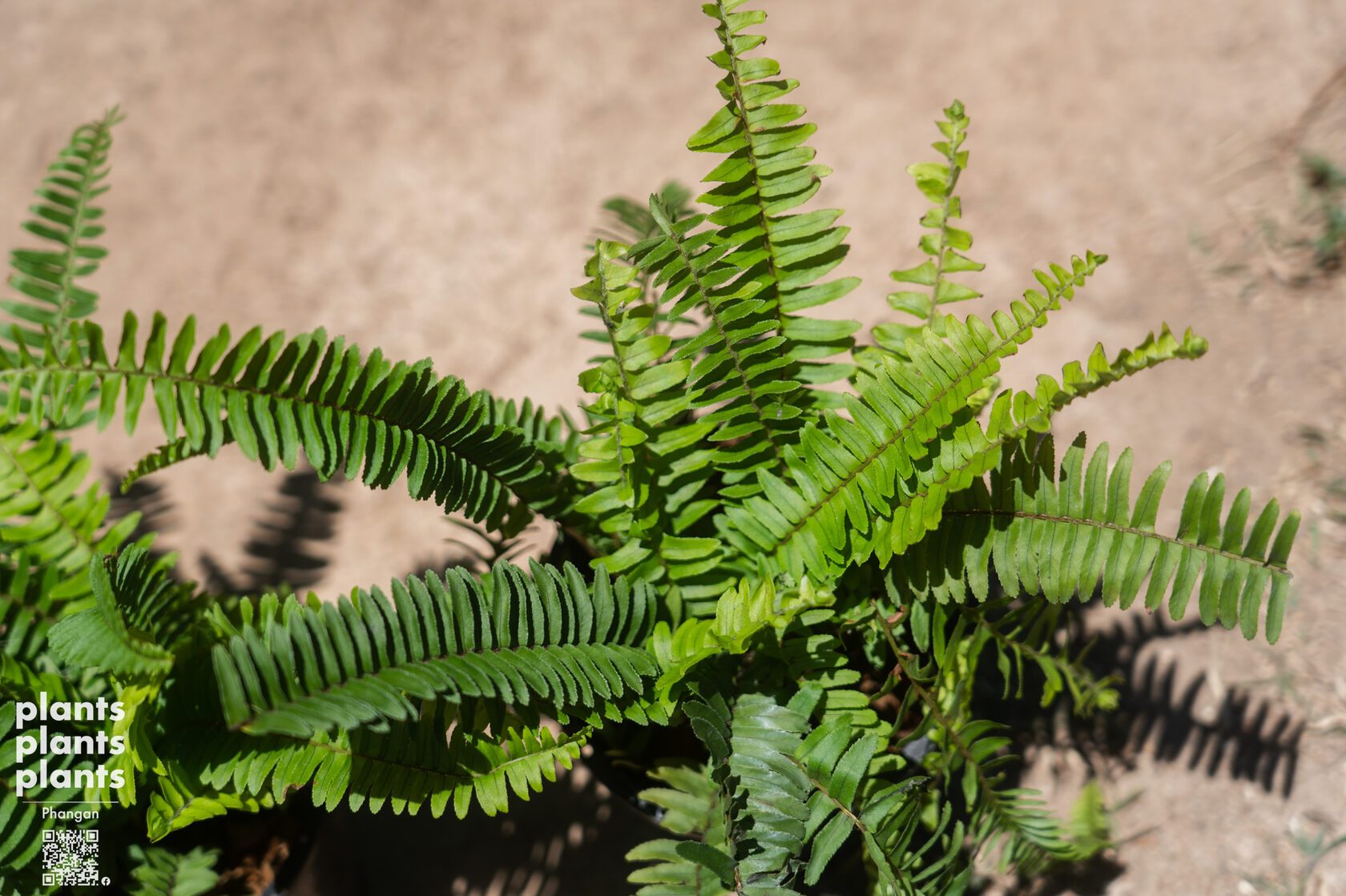Tamarind-leaf Sword fern