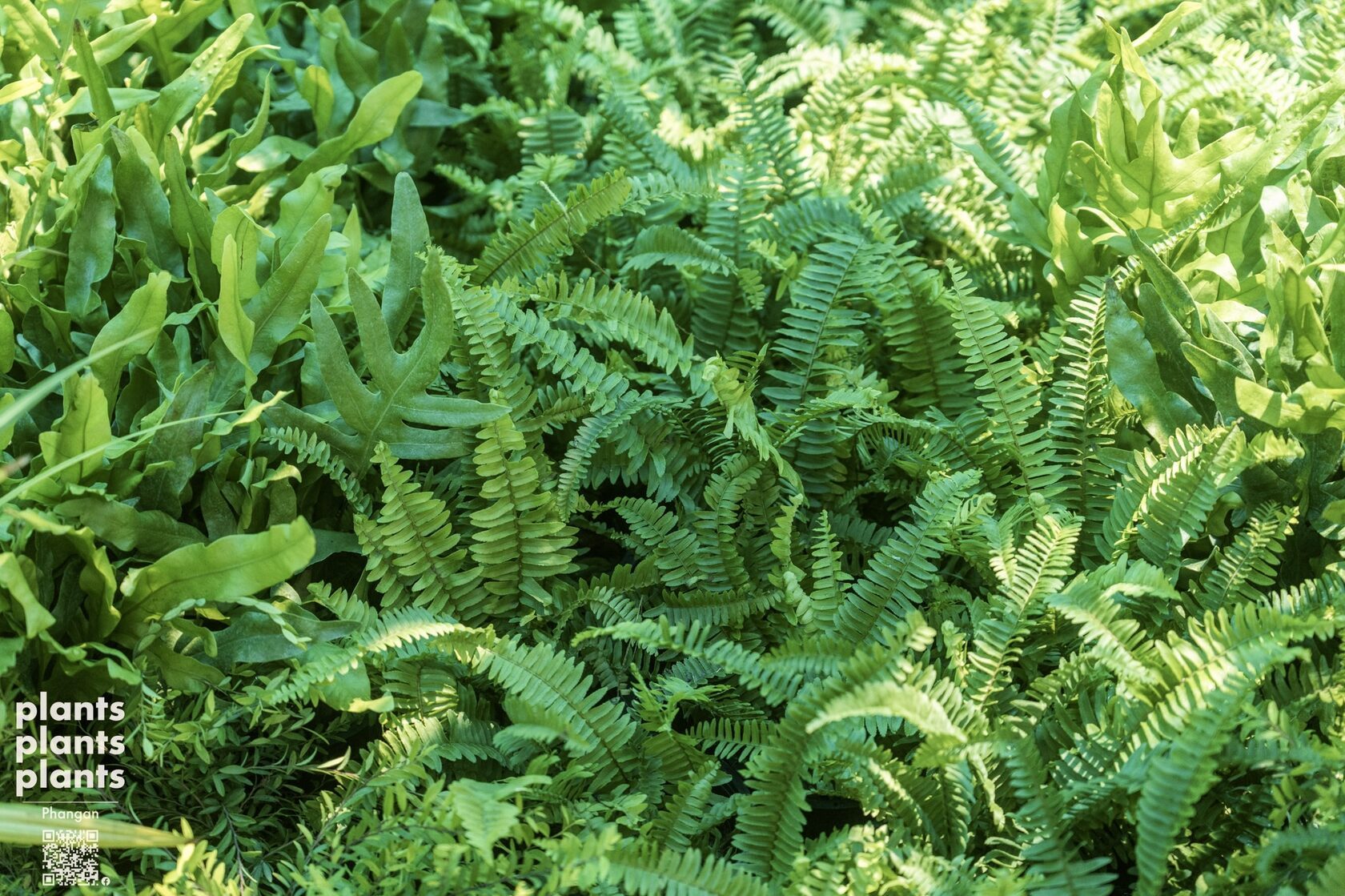 Tamarind-leaf Sword fern