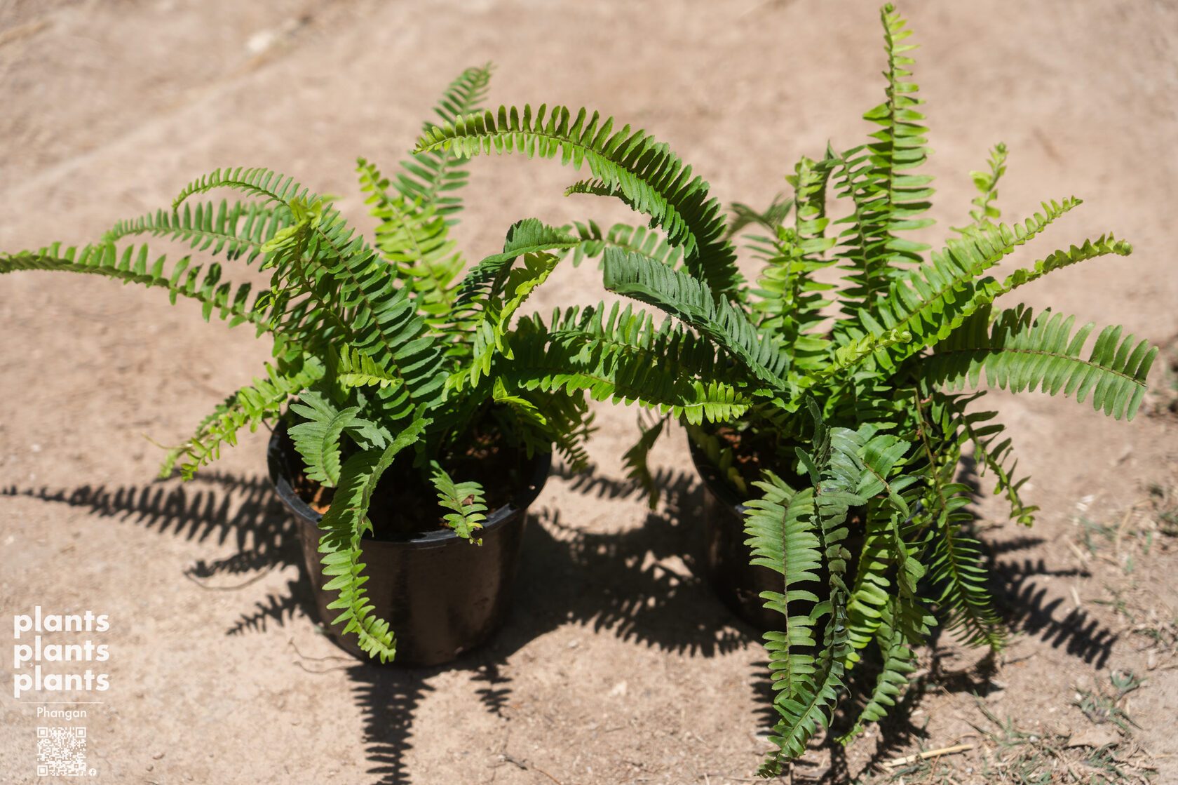 Tamarind-leaf Sword fern