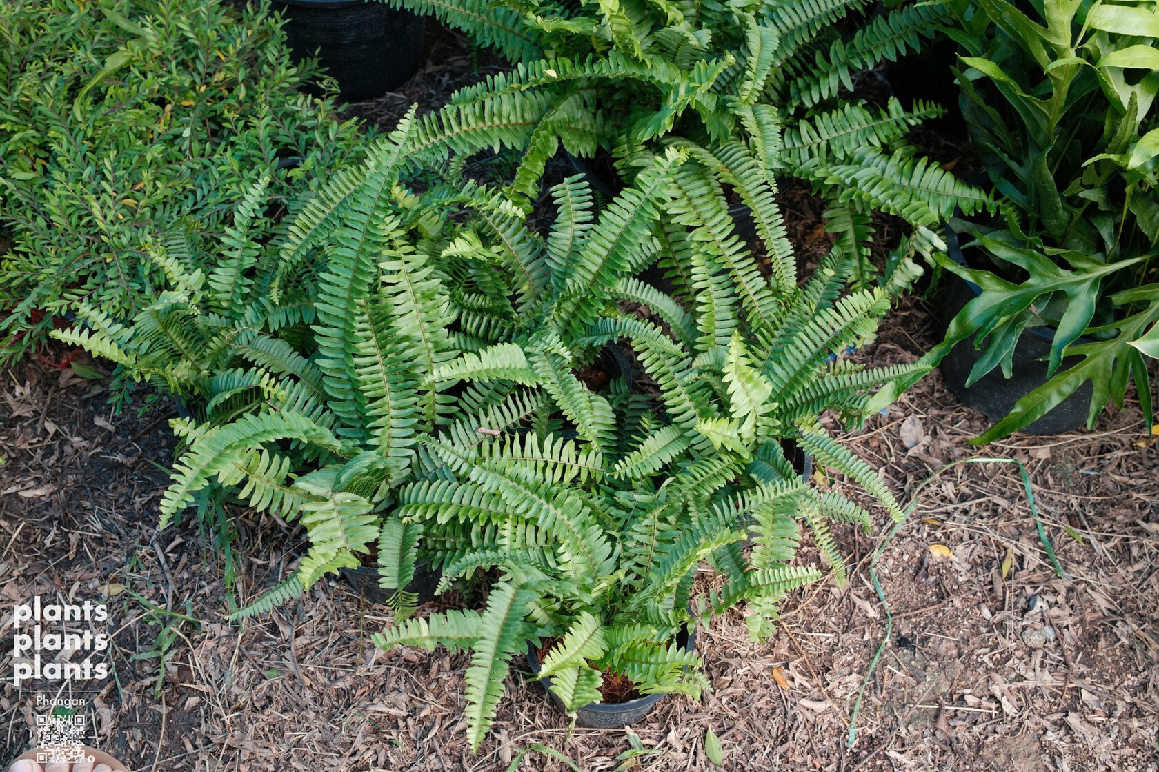 Tamarind-leaf Sword fern