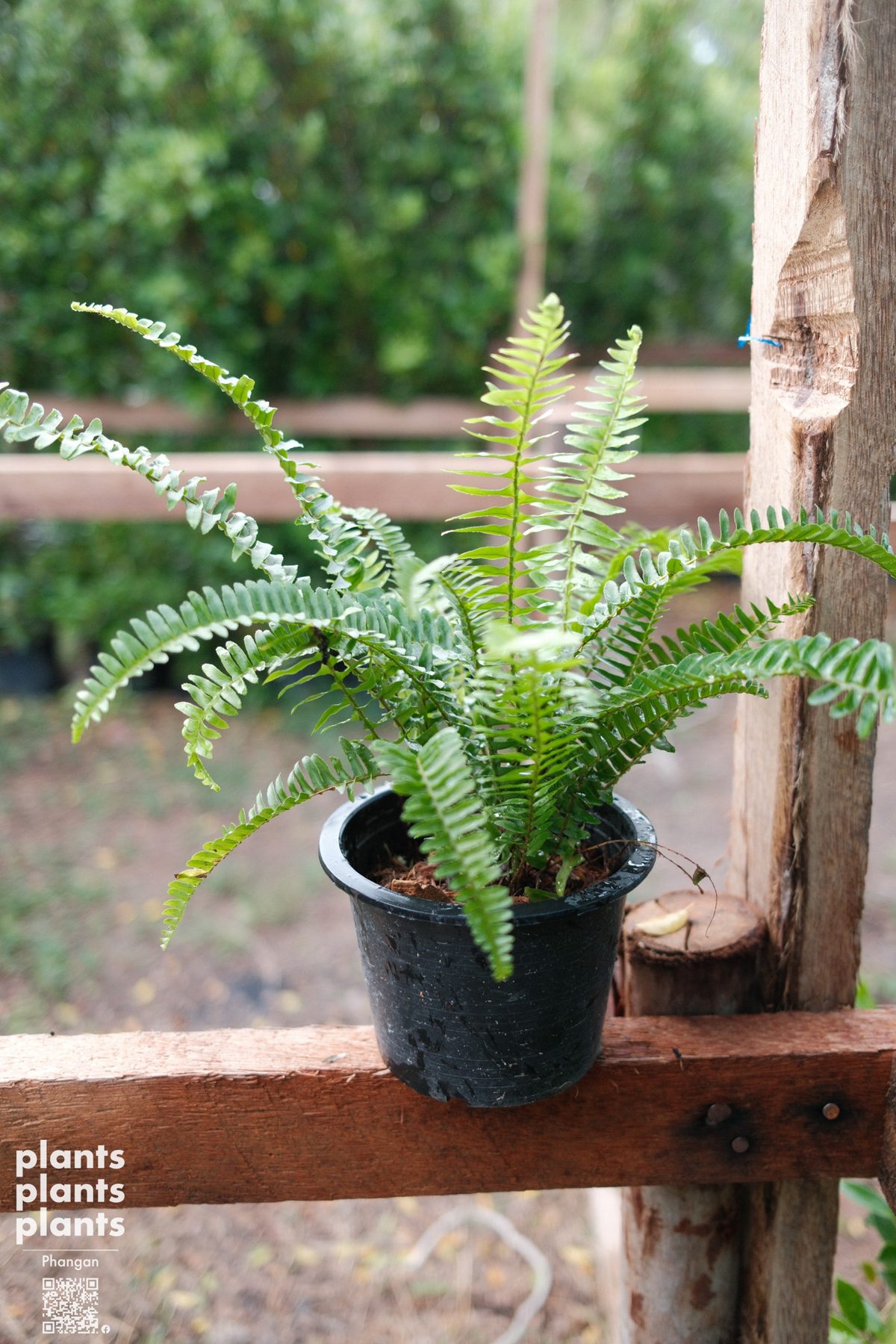 Tamarind-leaf Sword fern