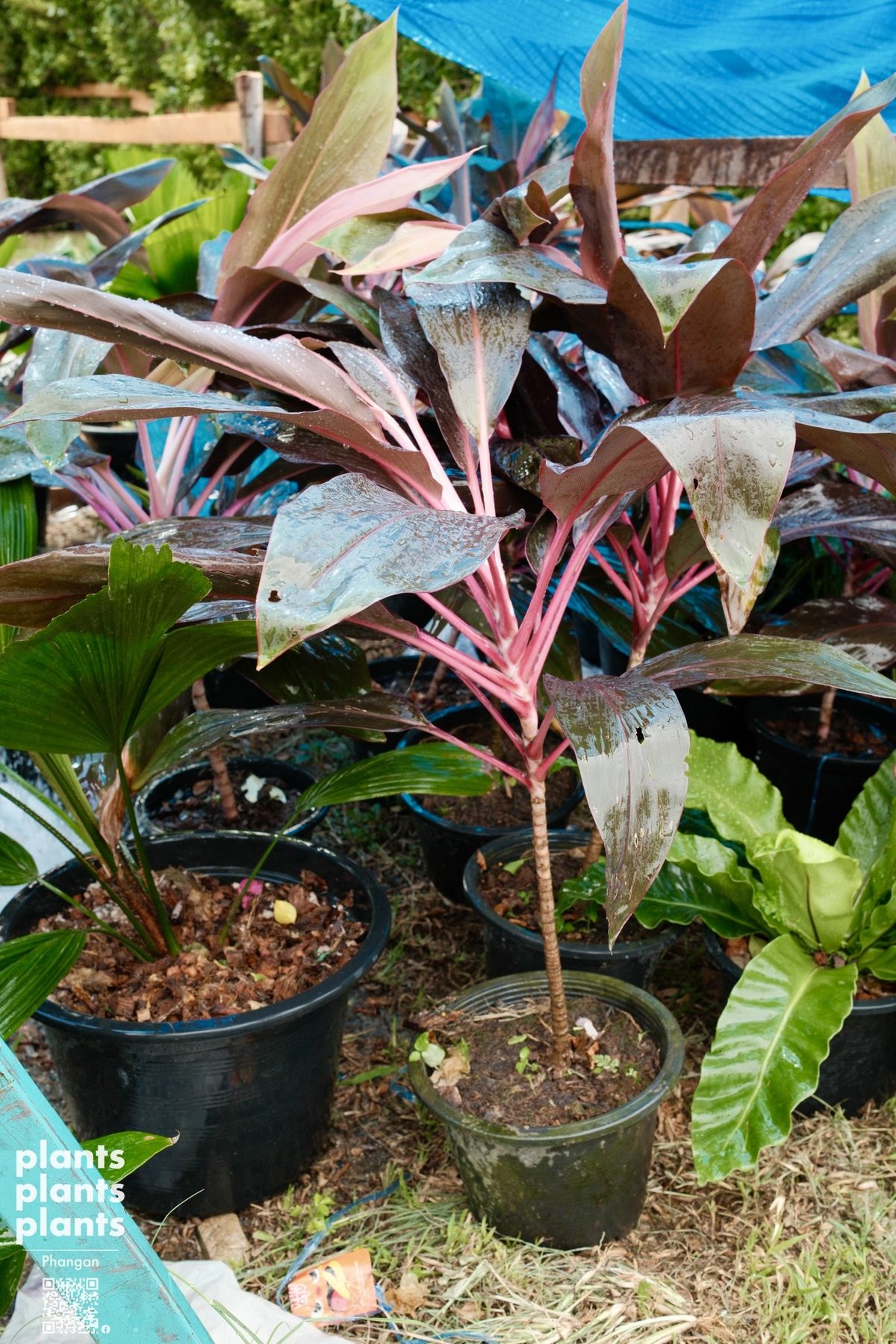 Ti plant