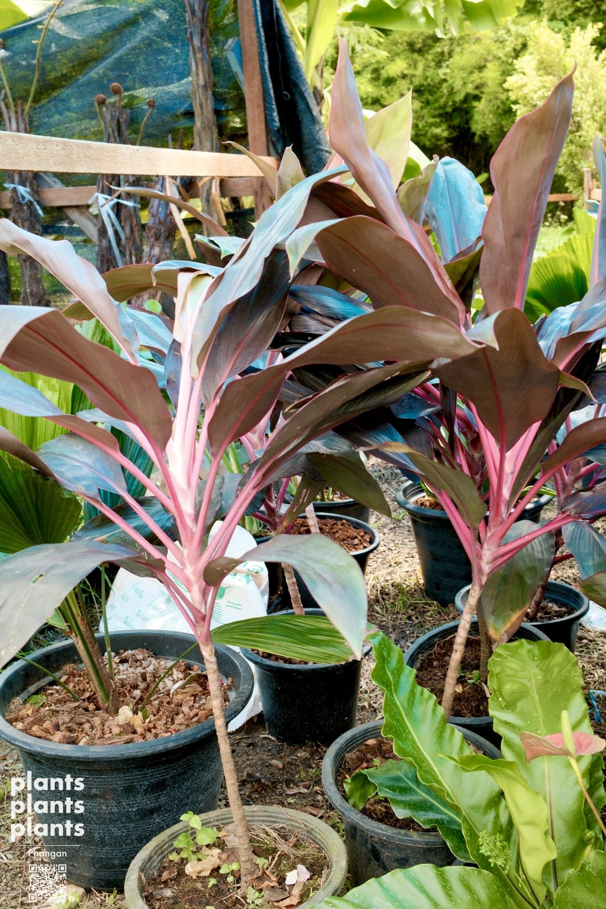 Ti plant