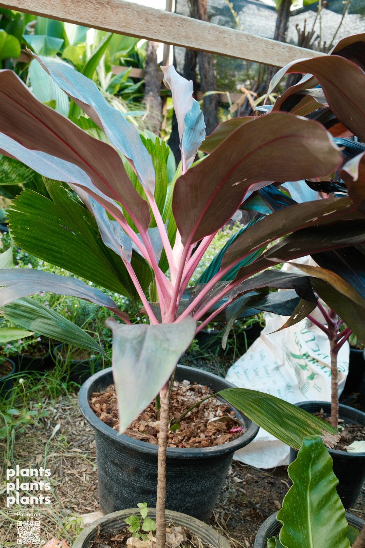 Ti plant