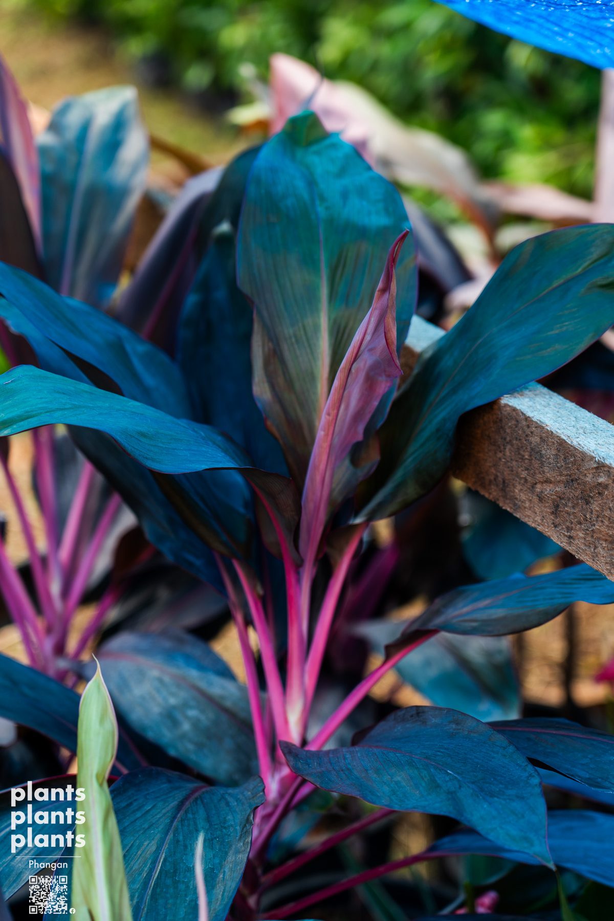 Ti plant