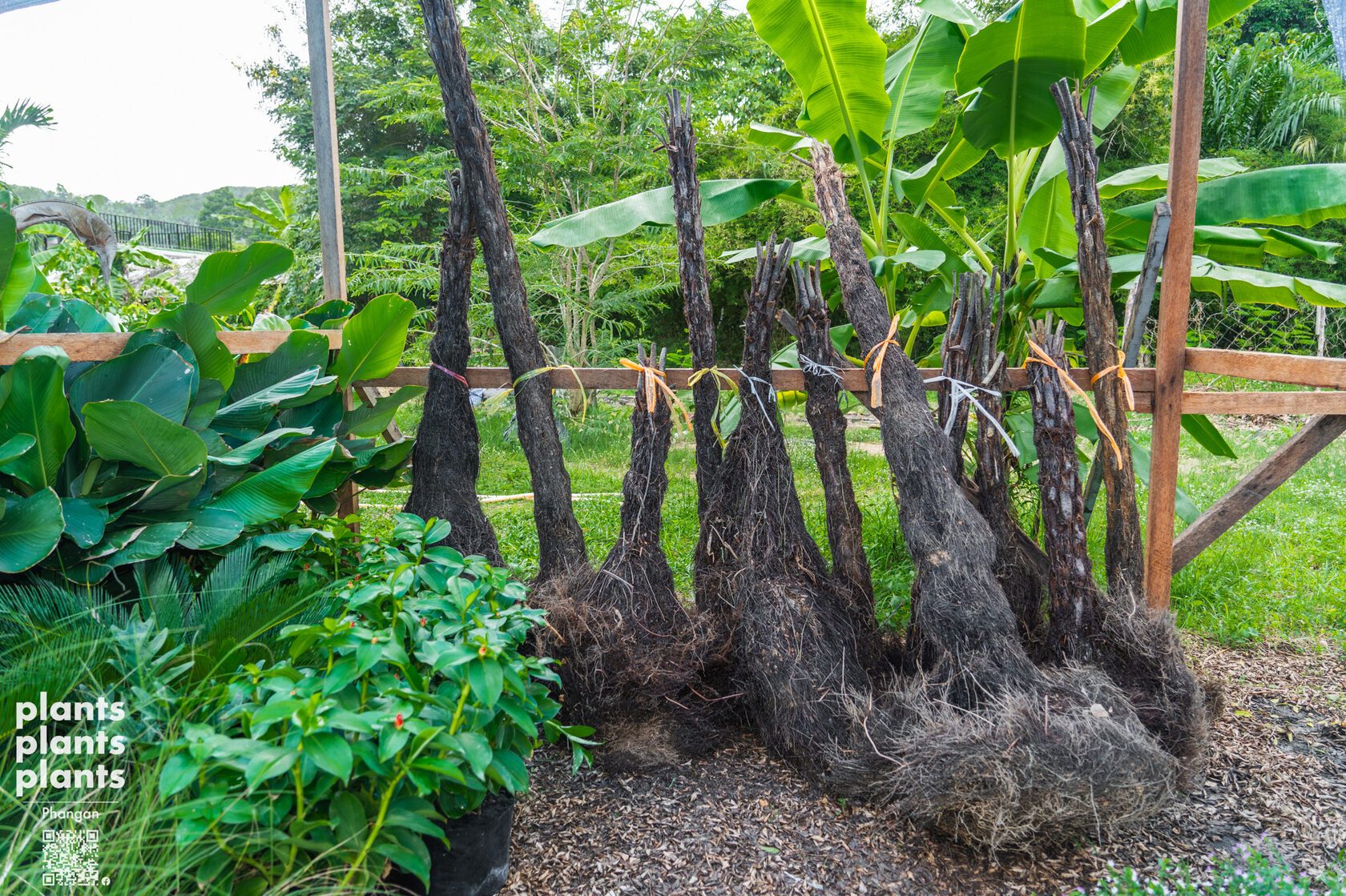 Tree Fern