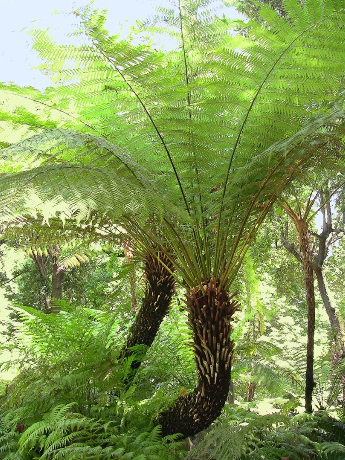 Tree Fern