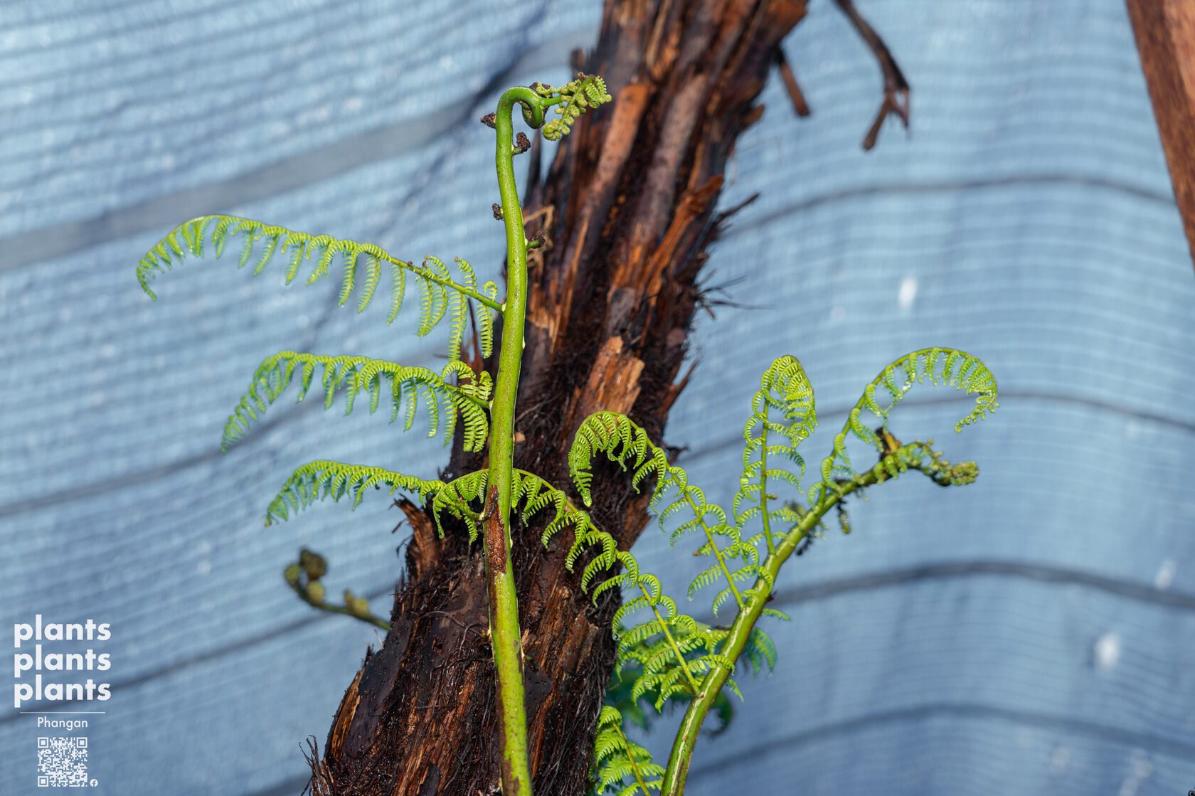 Tree Fern
