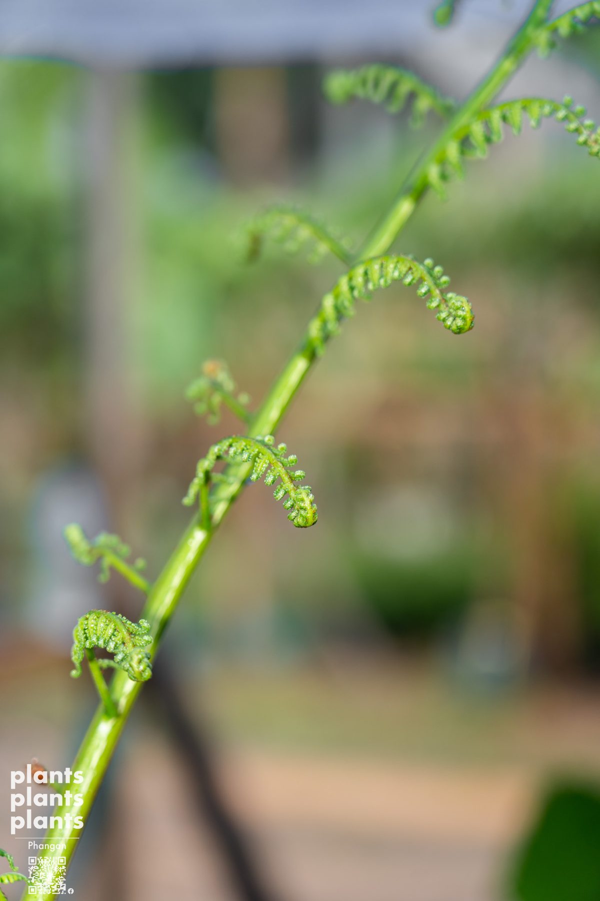 Tree Fern