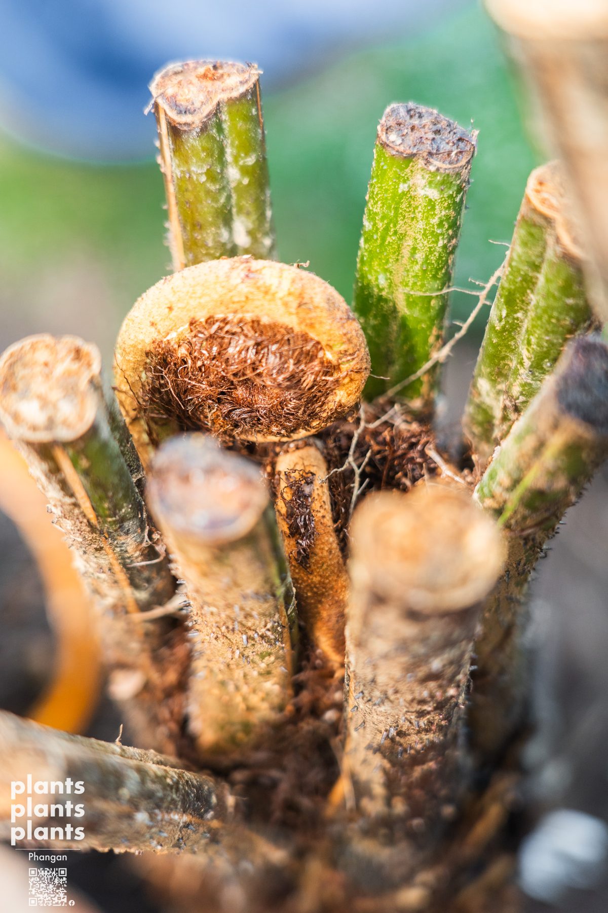 Tree Fern