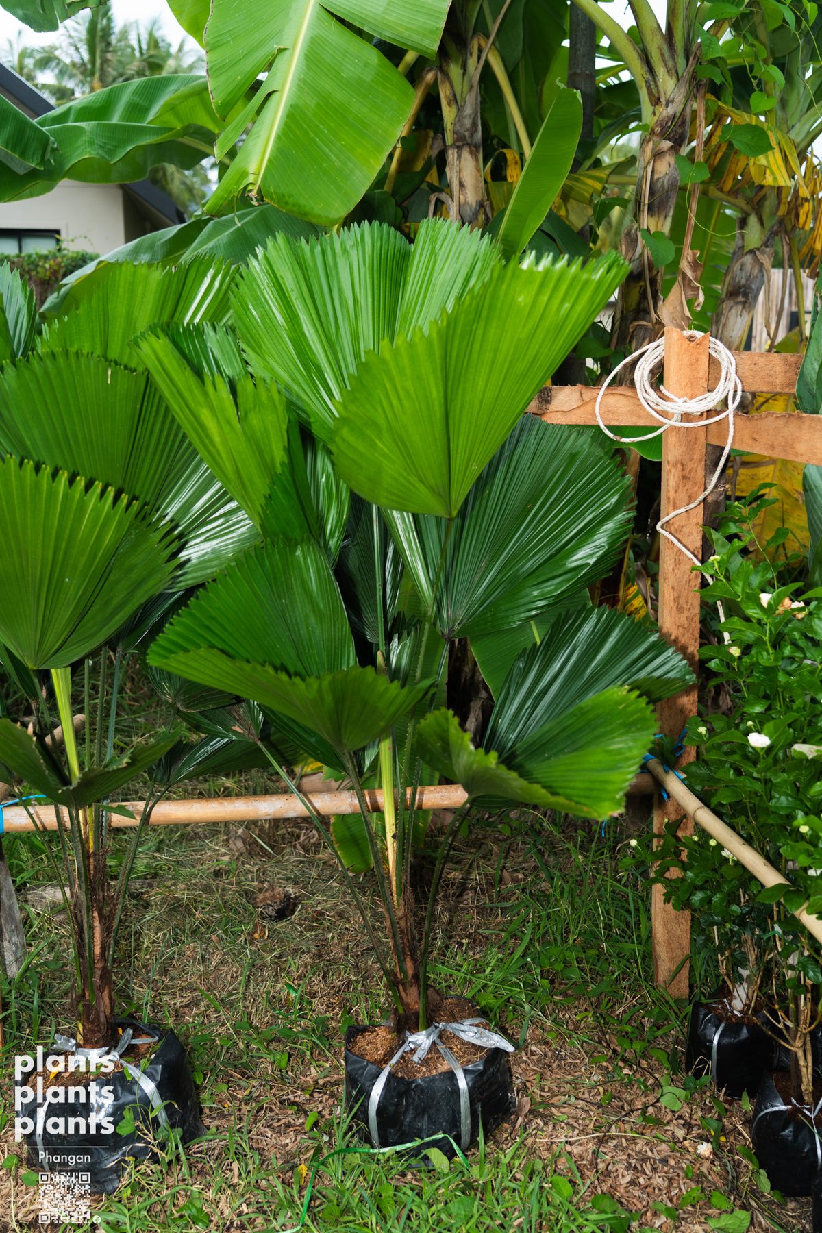 Vanuatu fan palm
