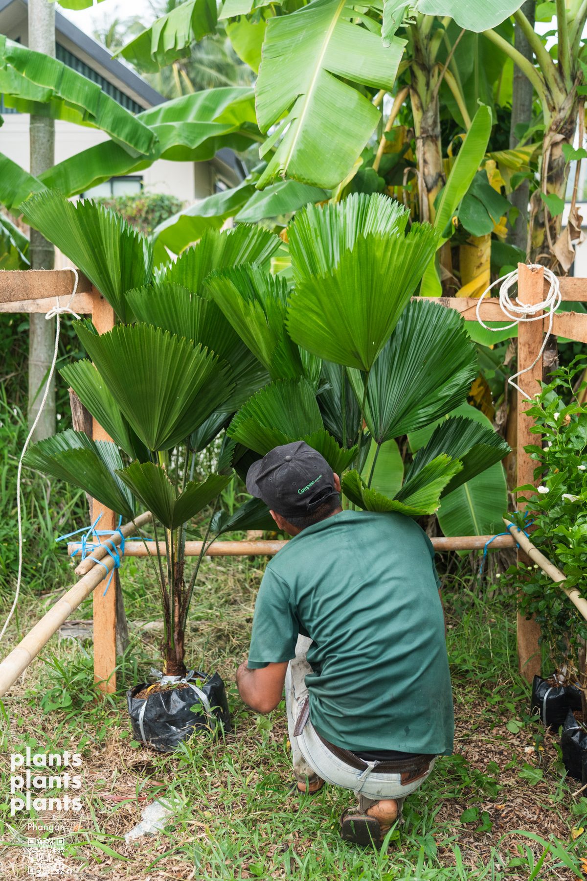 Vanuatu fan palm