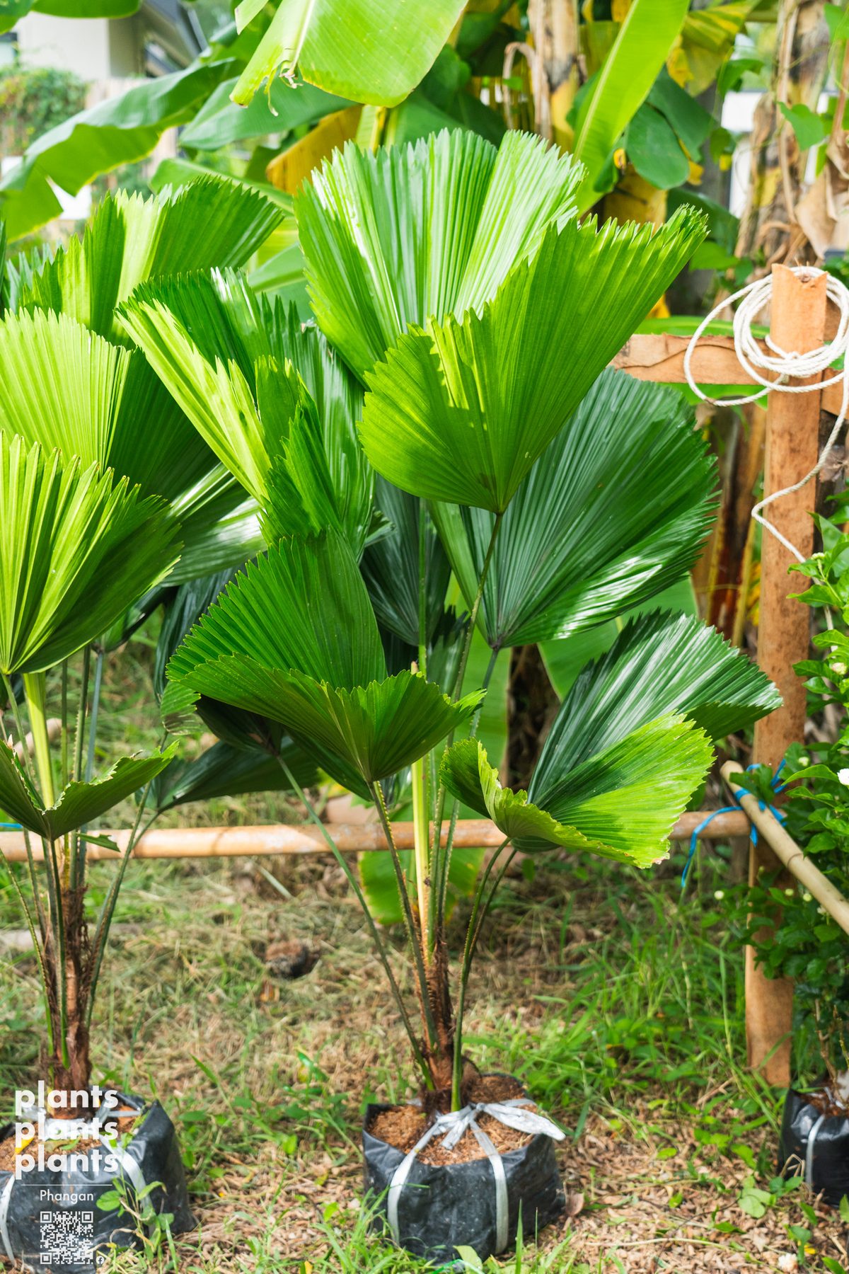 Vanuatu fan palm