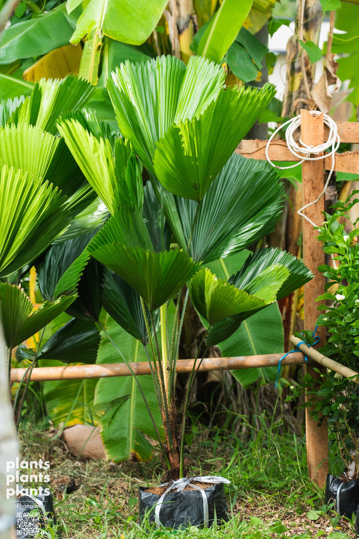 Vanuatu fan palm