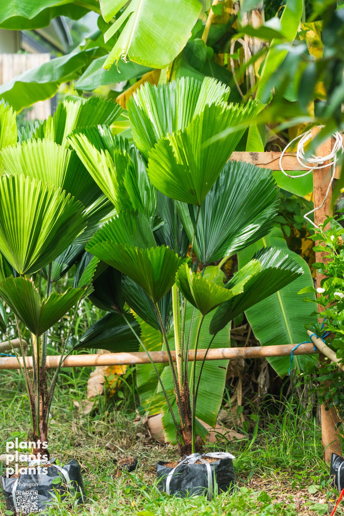 Vanuatu fan palm