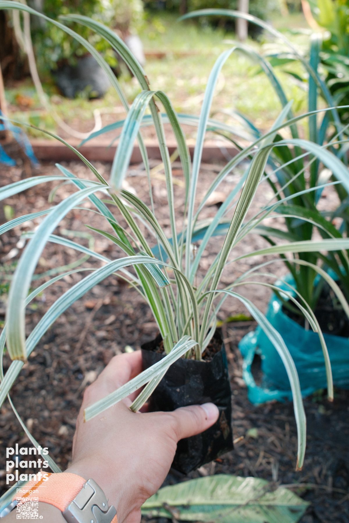 Variegated Lily Turf