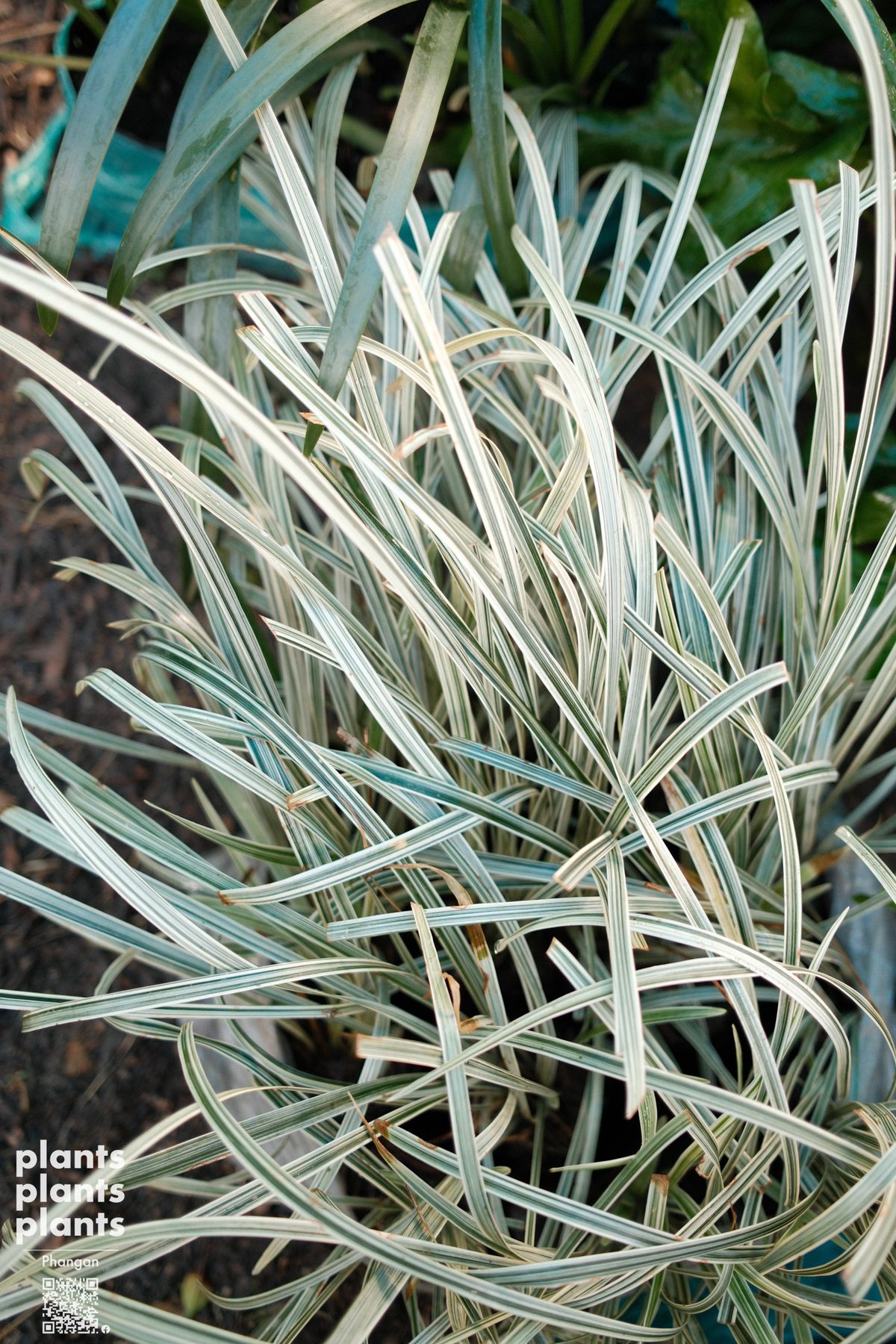 Variegated Lily Turf