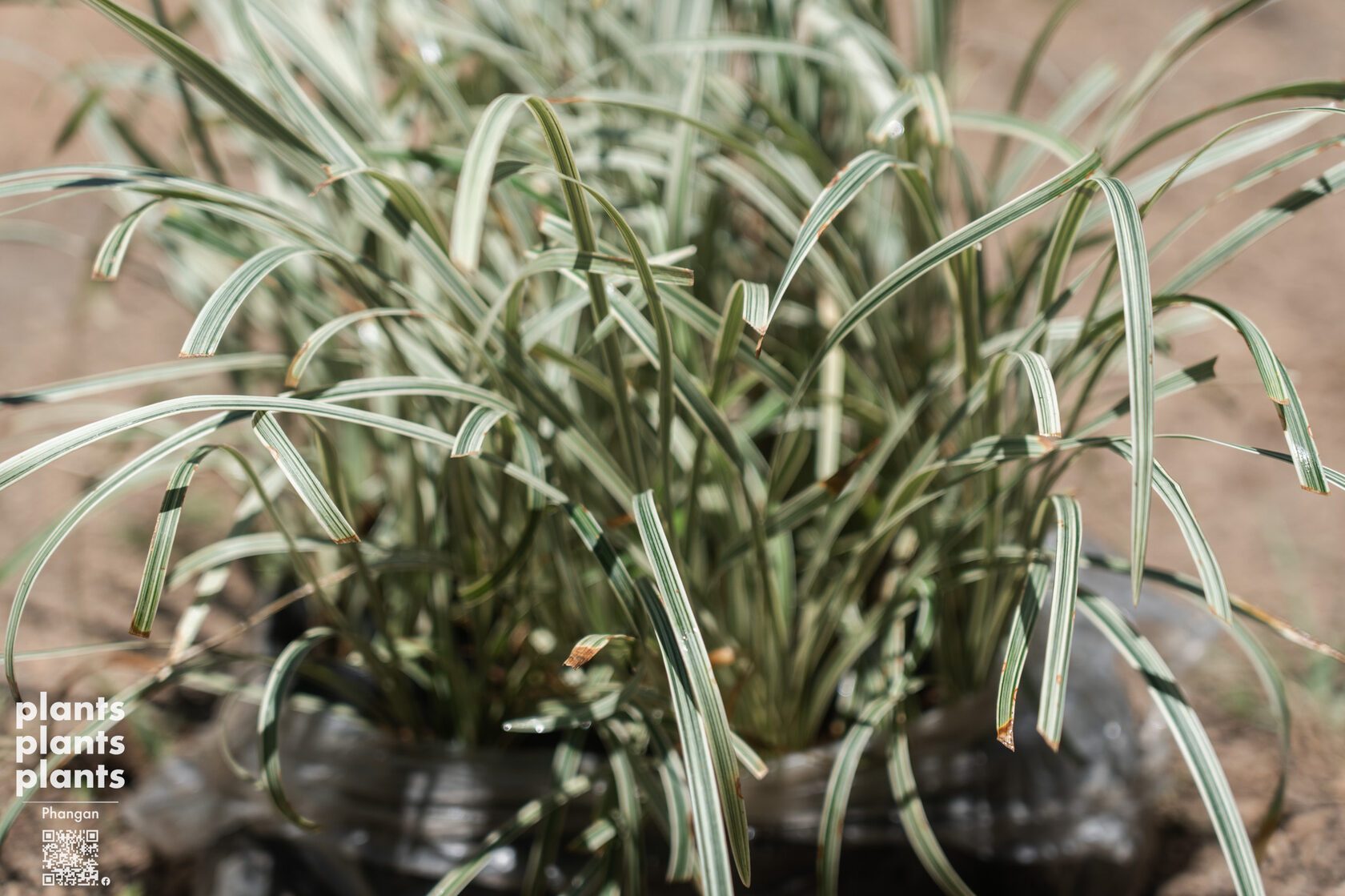 Variegated Lily Turf