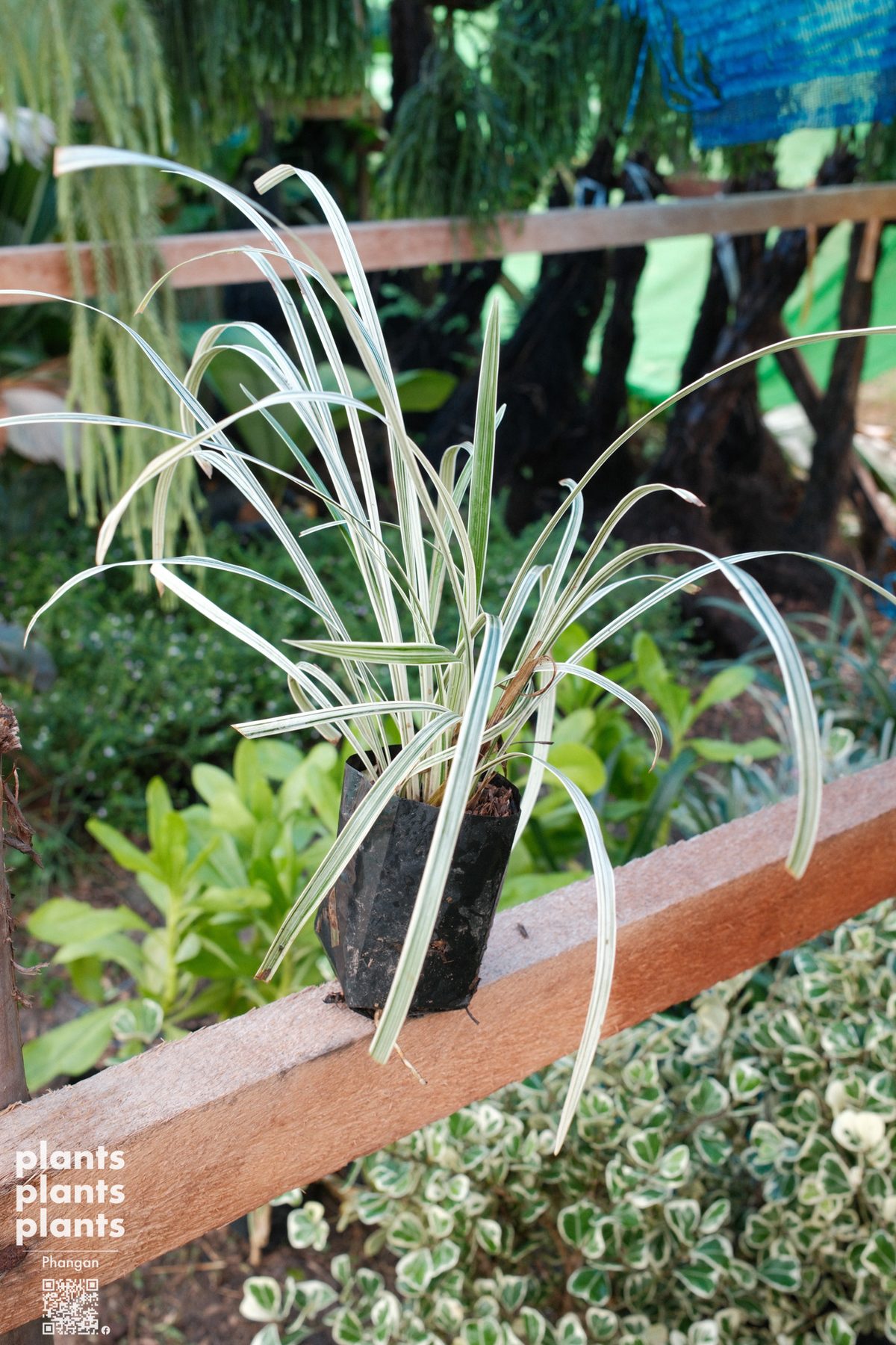 Variegated Lily Turf