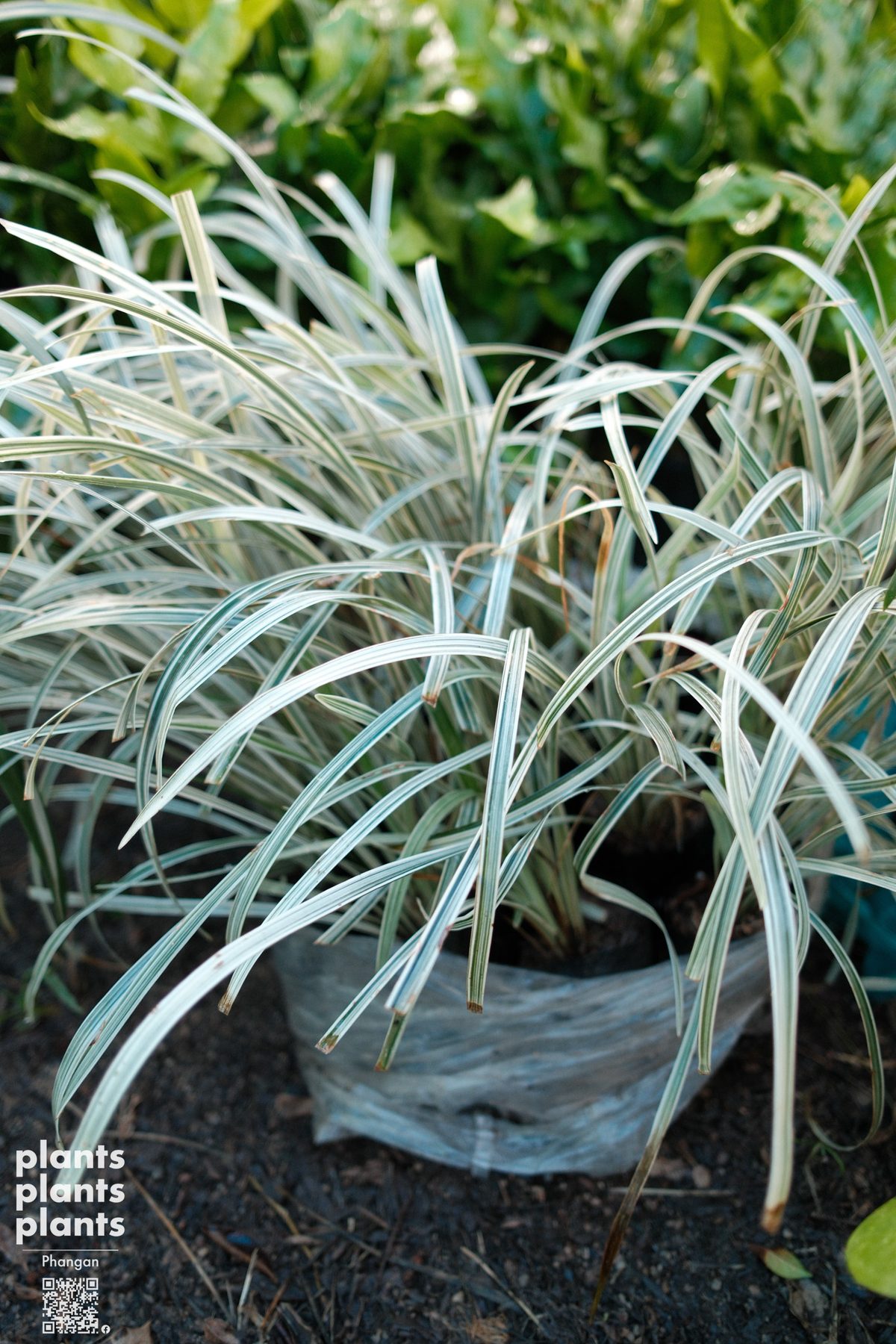 Variegated Lily Turf