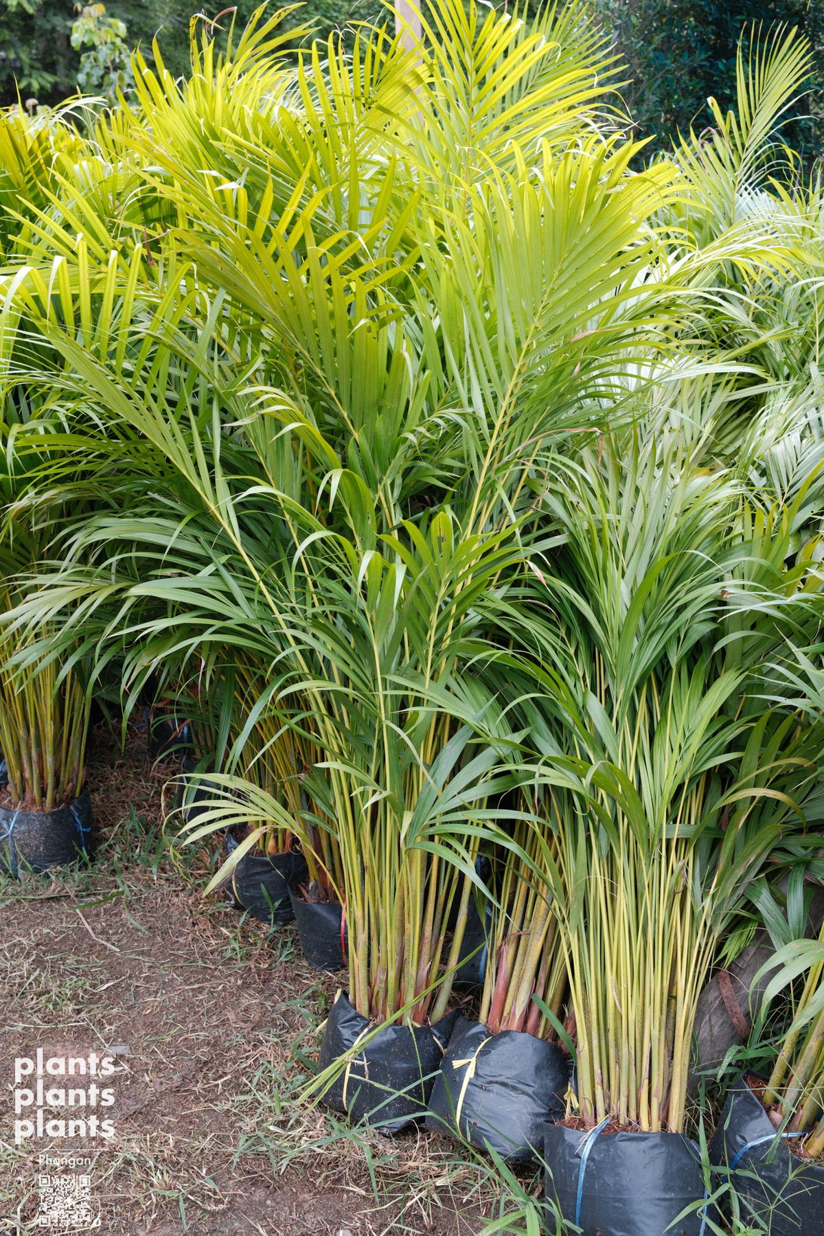 Yellow Palm