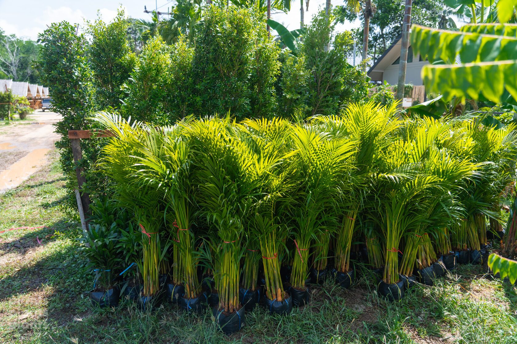 Yellow Palm