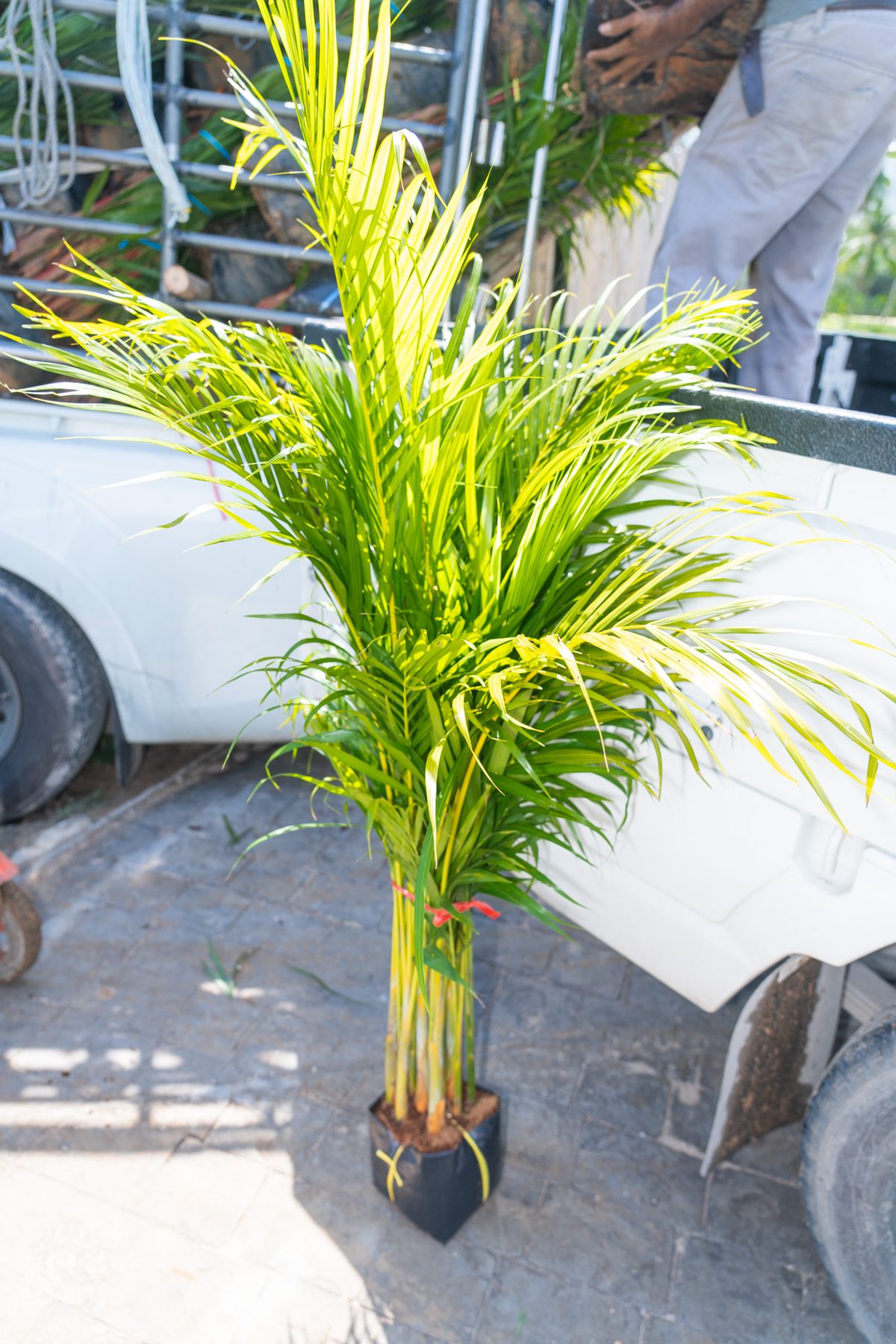 Yellow Palm