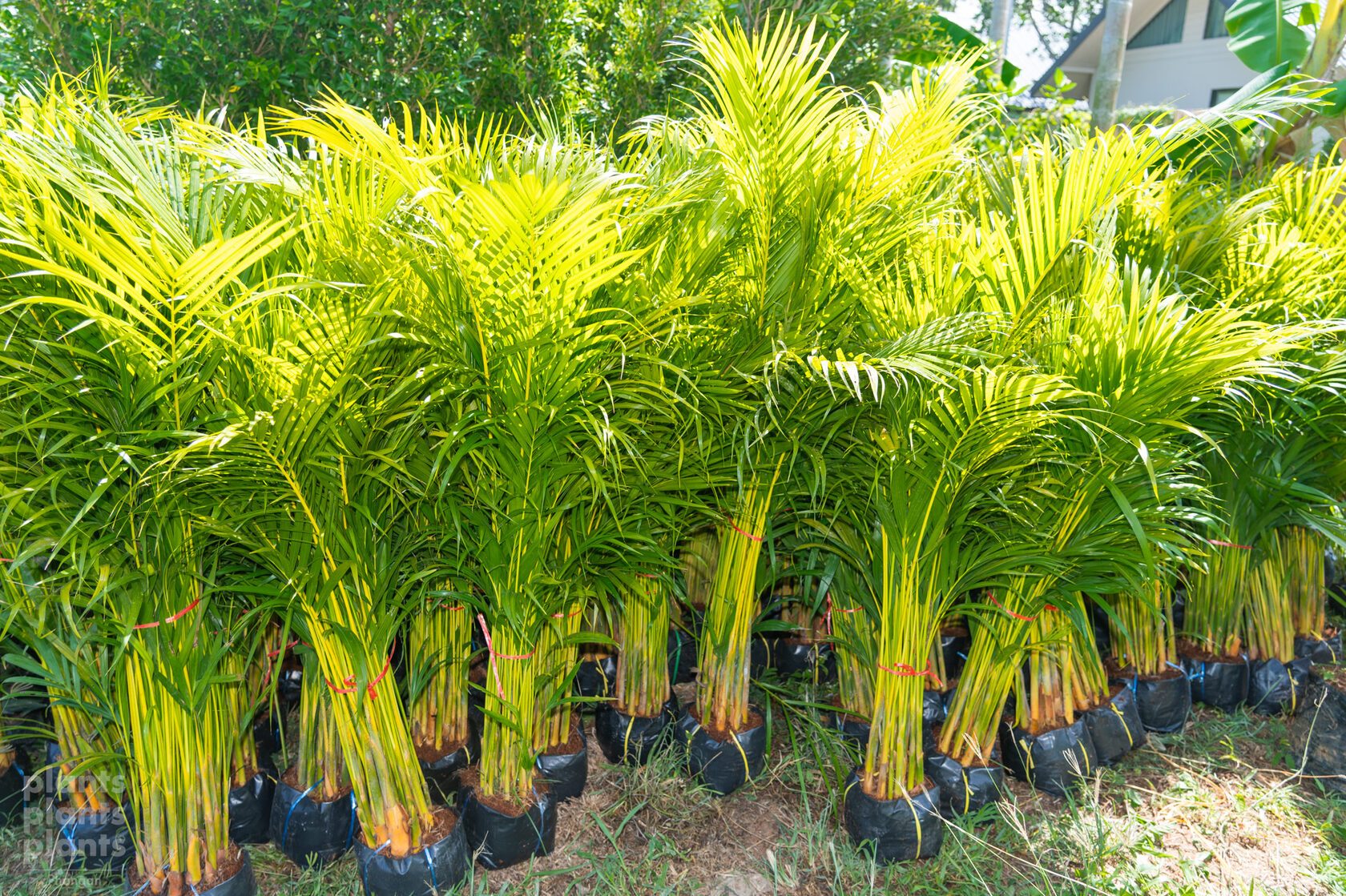 Yellow Palm